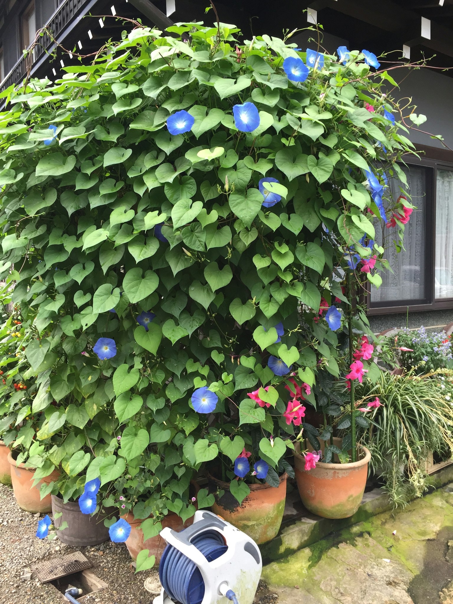 Planta verde exuberante con flores azules y flores rosas en macetas