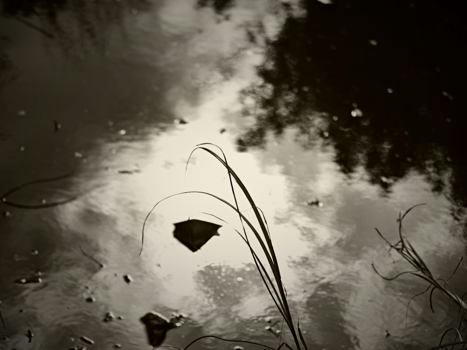 Refleksi awan dan daun di permukaan air
