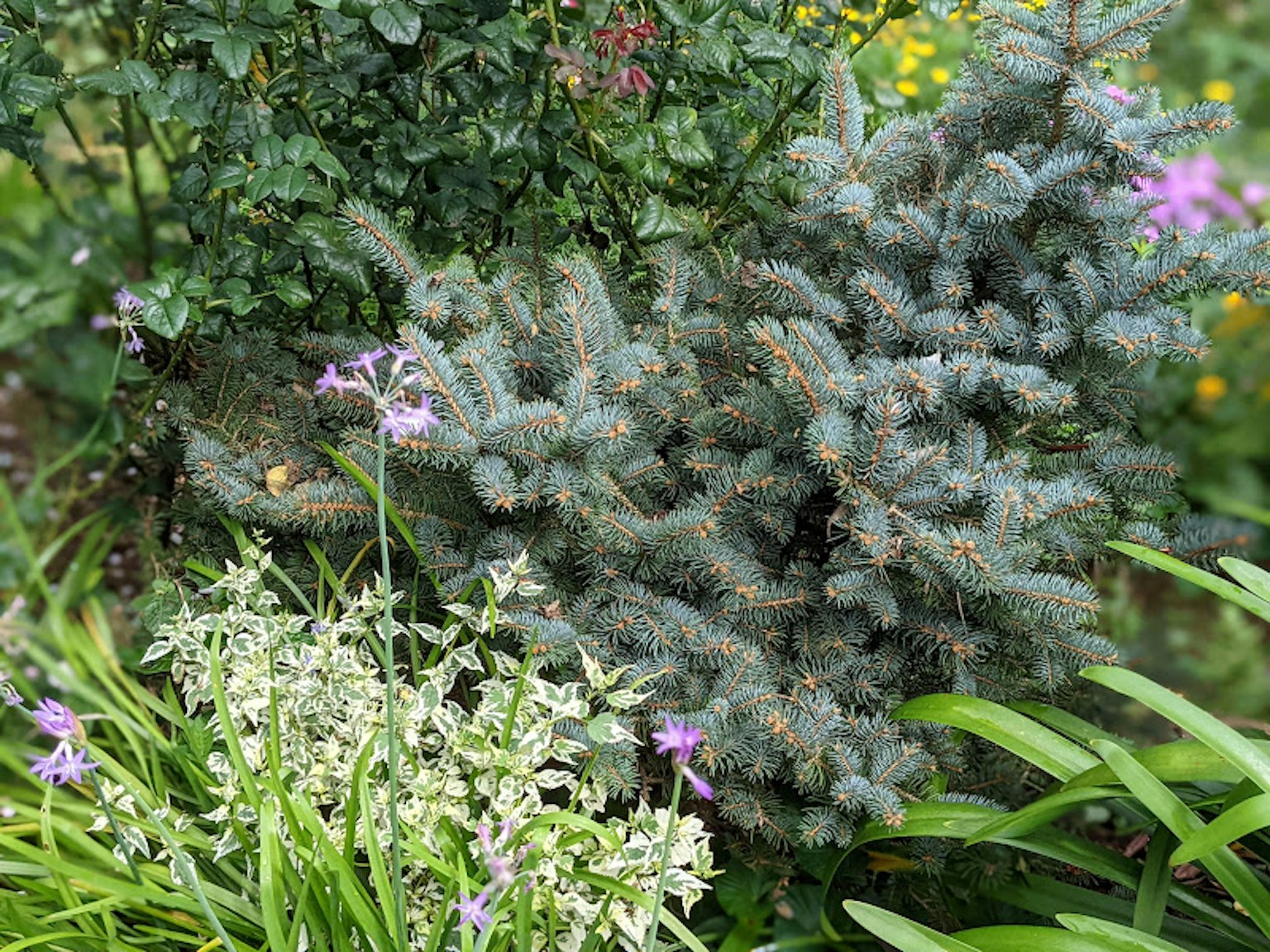 花園場景，特色藍色針葉樹和白色開花植物
