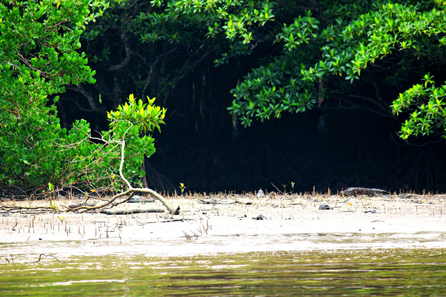 Arbres de mangrove verts luxuriants avec un fond sombre
