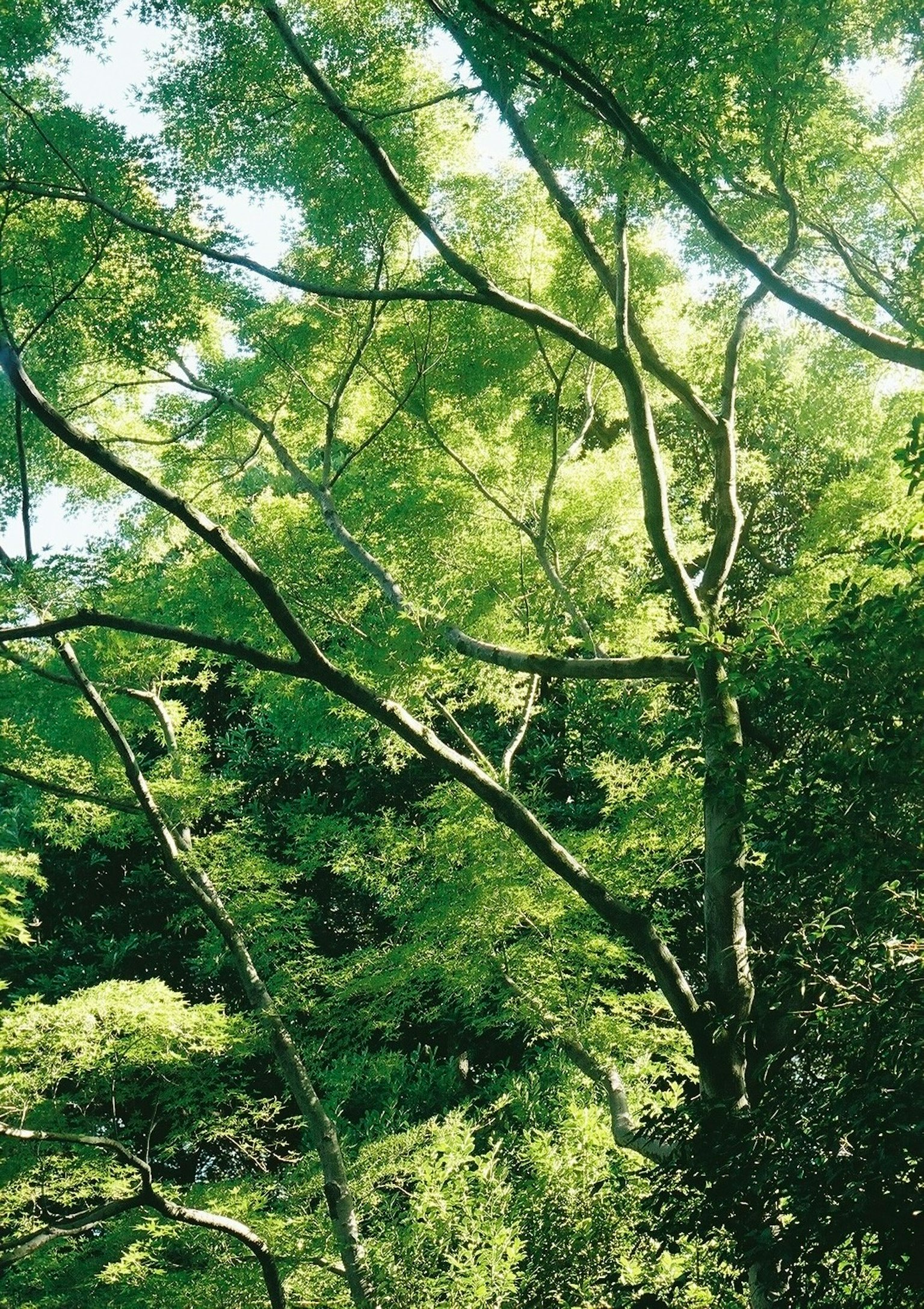 Foto di alberi verdi lussureggianti con la luce che filtra tra le foglie