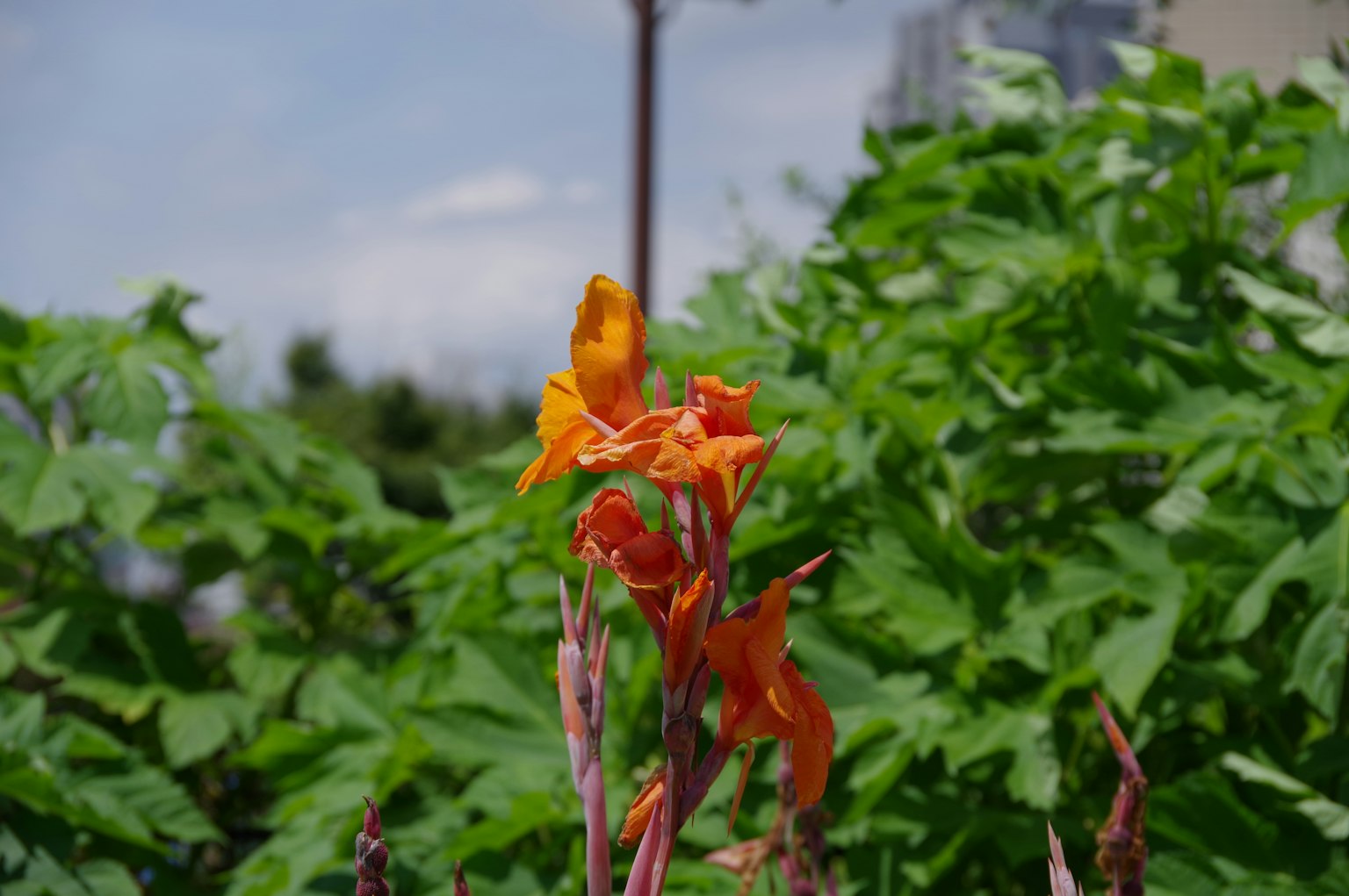 ดอกไม้สีส้มบานอยู่ใต้ท้องฟ้าสีฟ้า