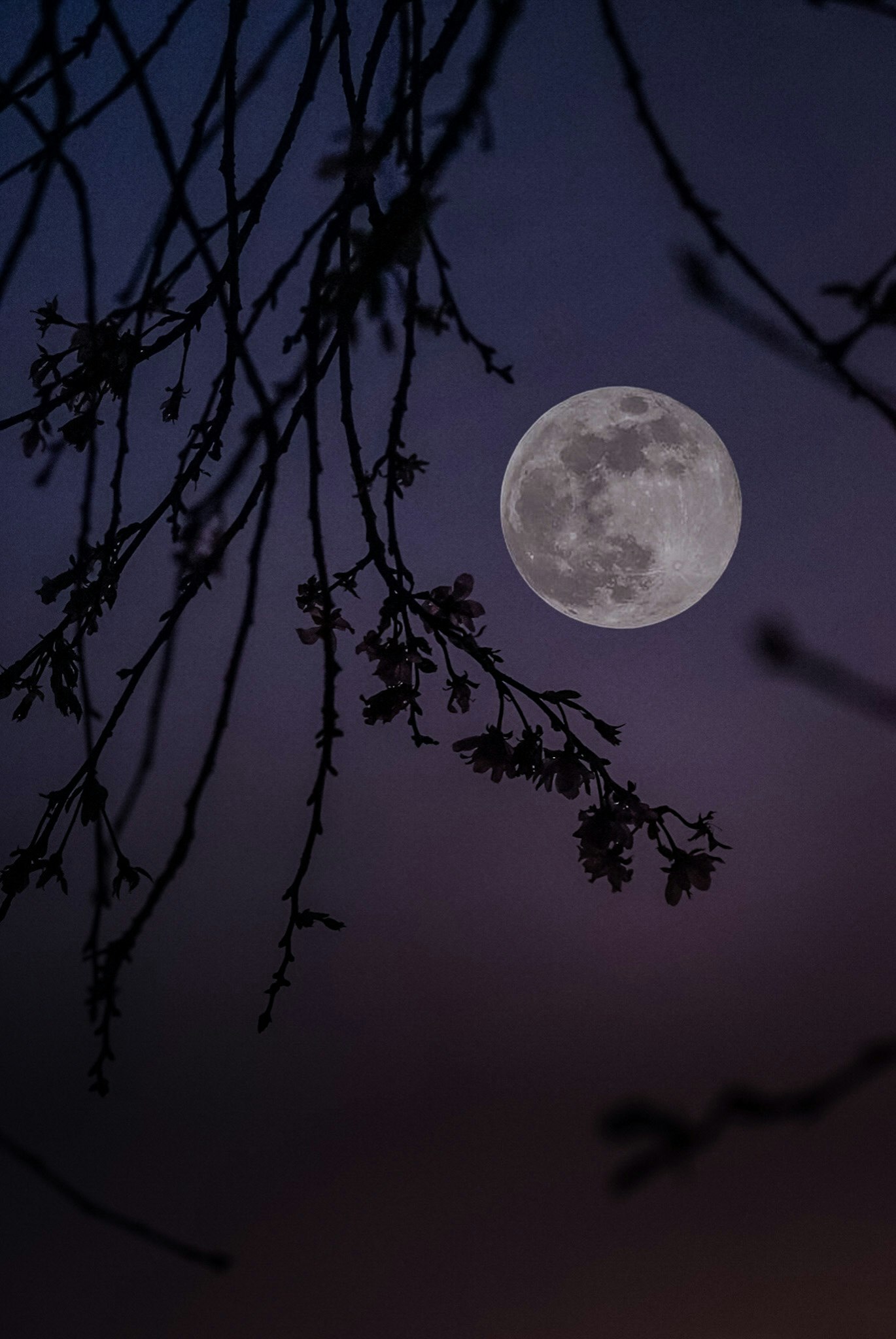 月光下的夜空與樹枝剪影