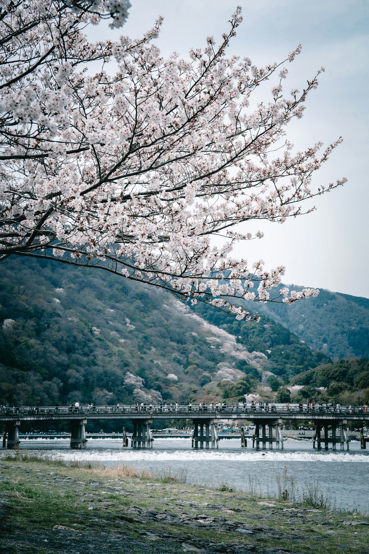 Pohon sakura yang mekar dengan jembatan di atas sungai