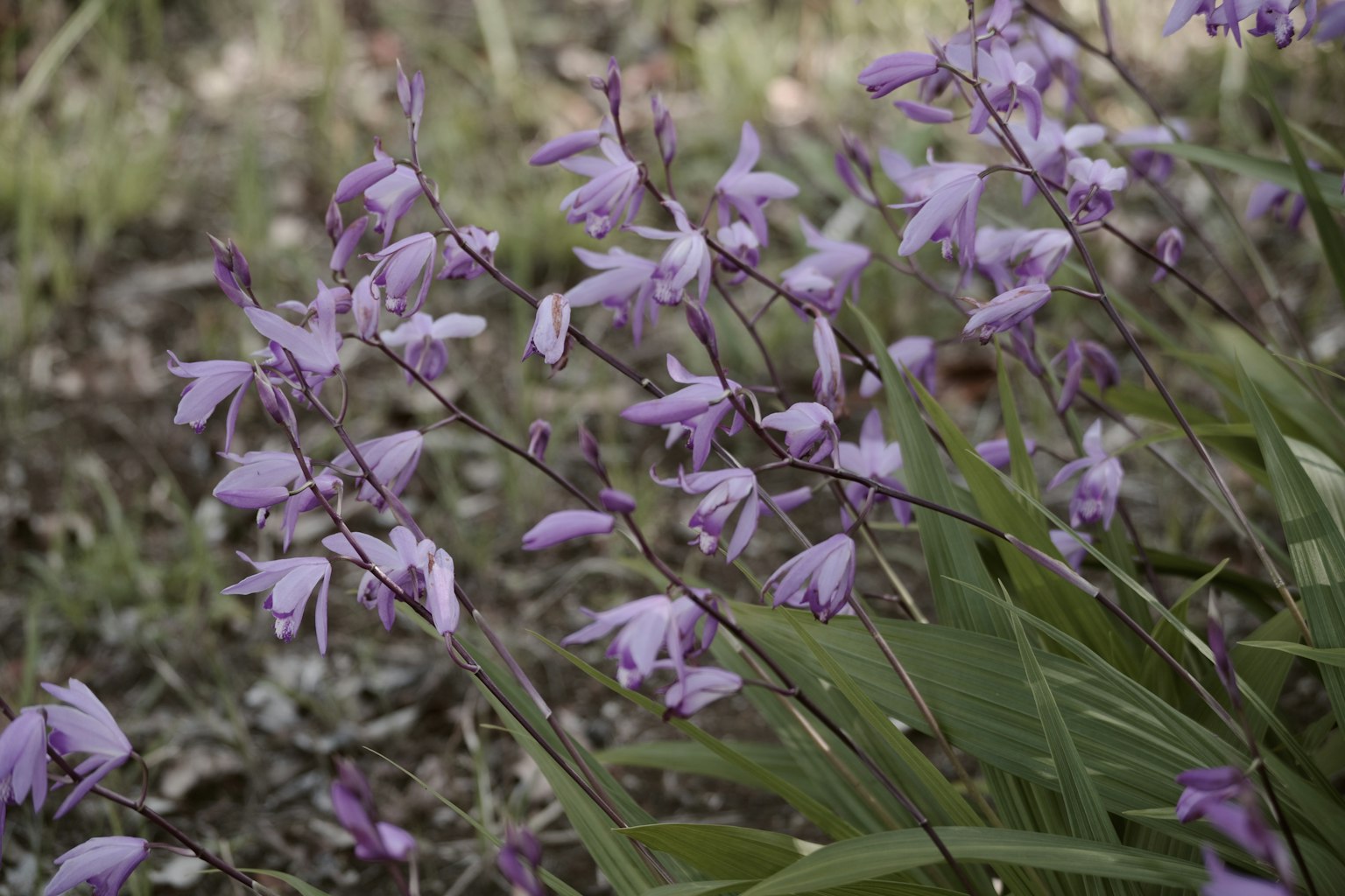 紫色の花が咲いている草地の風景緑色の葉と薄暗い背景