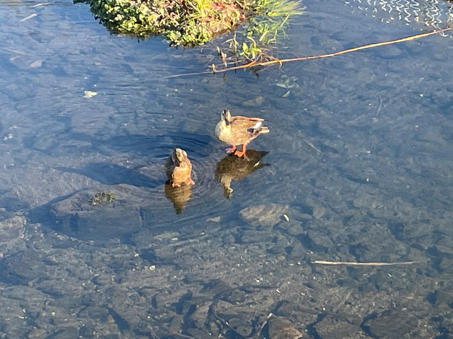 Deux canards se tenant sur la surface de l'eau avec de l'eau claire en dessous