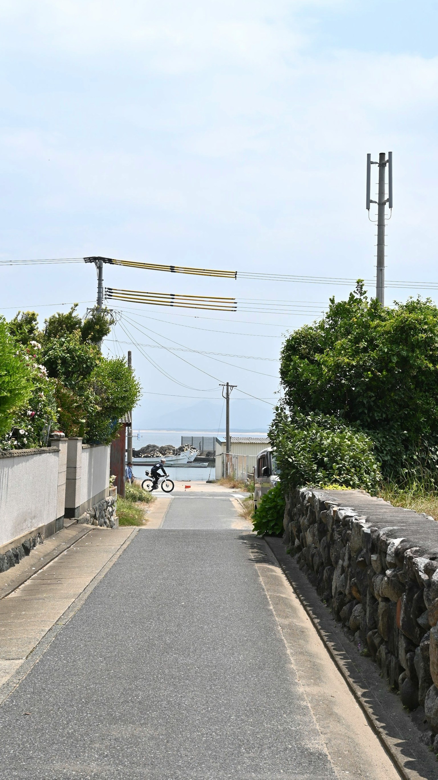 通往平靜海洋的小道和綠色樹木