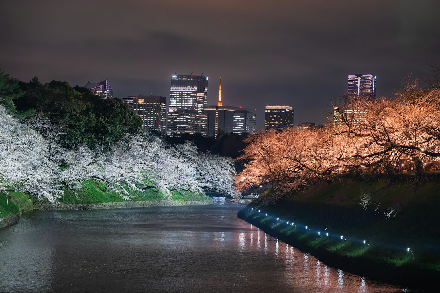 Vue pittoresque au bord de la rivière avec des cerisiers en fleurs et le skyline de Tokyo la nuit