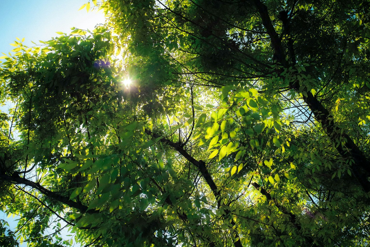 Sunlight filtering through green leaves and trees