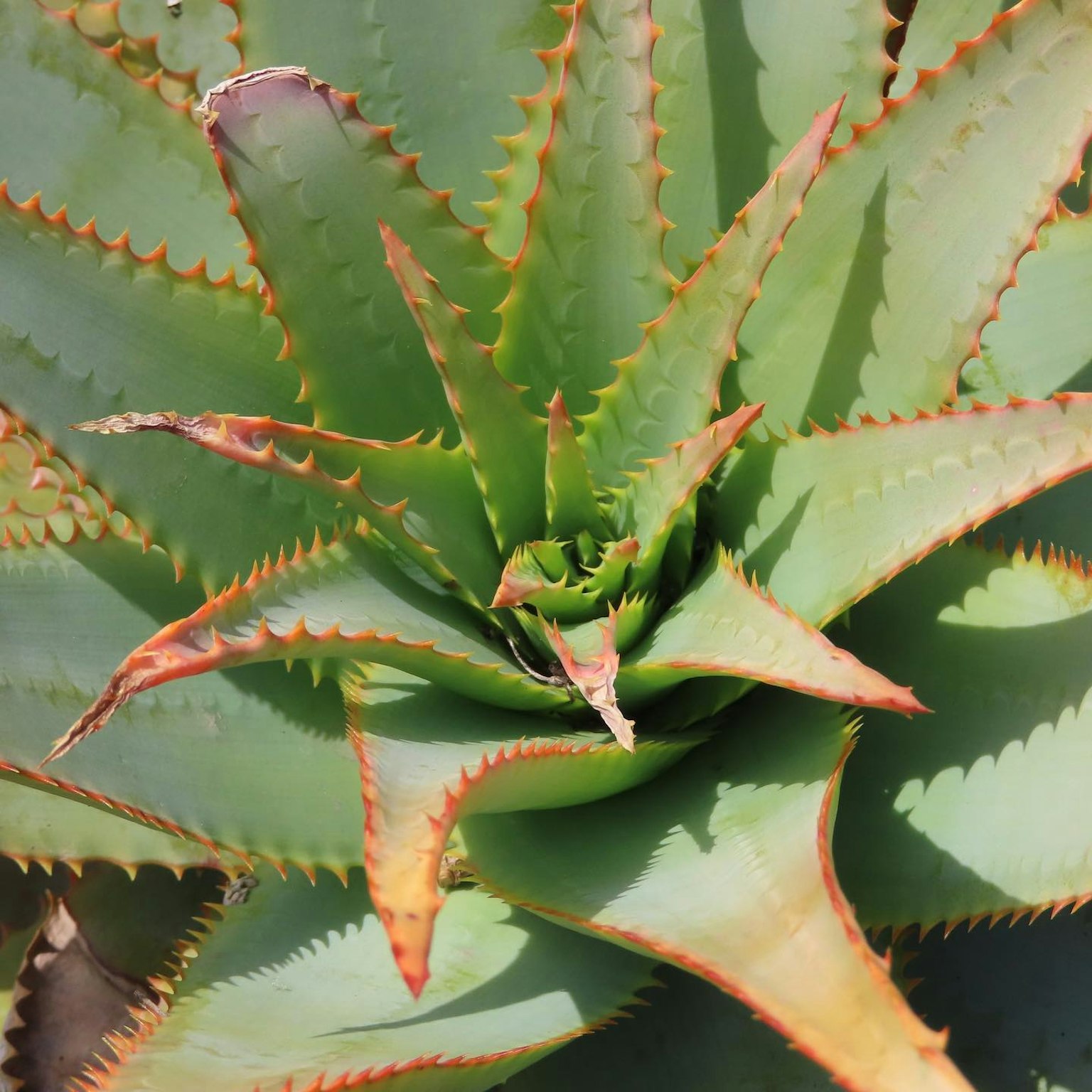 Strahlende grüne Aloe-Vera-Blätter mit stacheligen Rändern