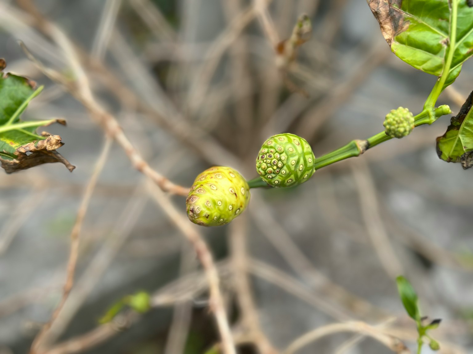 Primo piano di un ramo di pianta con frutti verdi e gialli