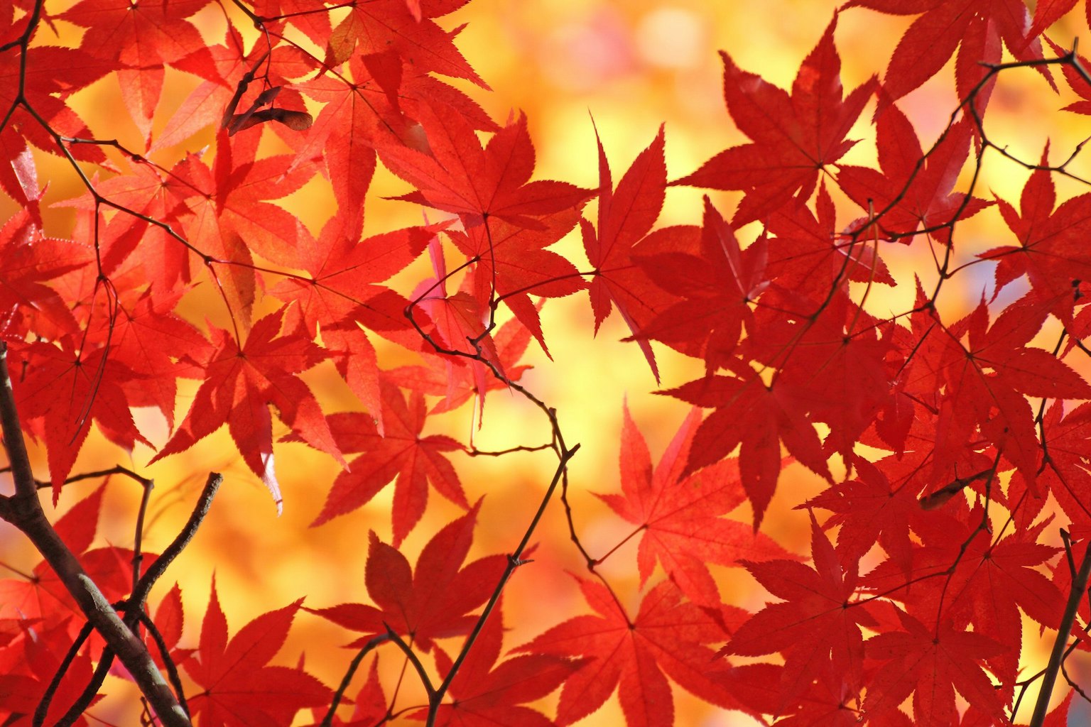 Vibrant red leaves overlapping in an autumn scene