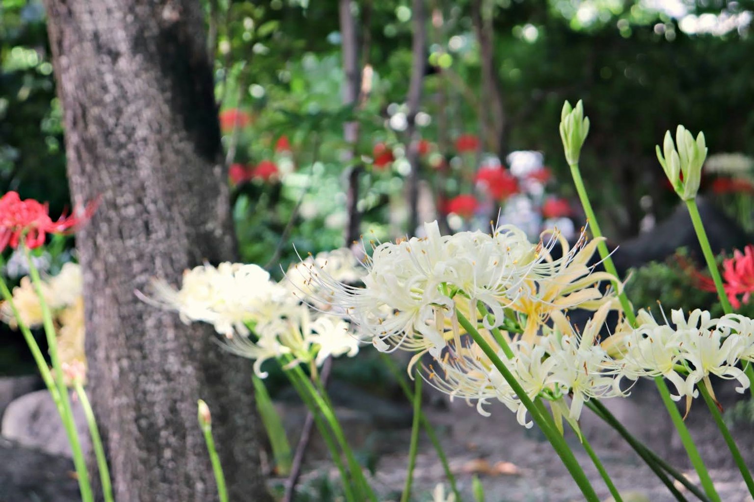 Fiori bianchi con petali intricati su uno sfondo verde