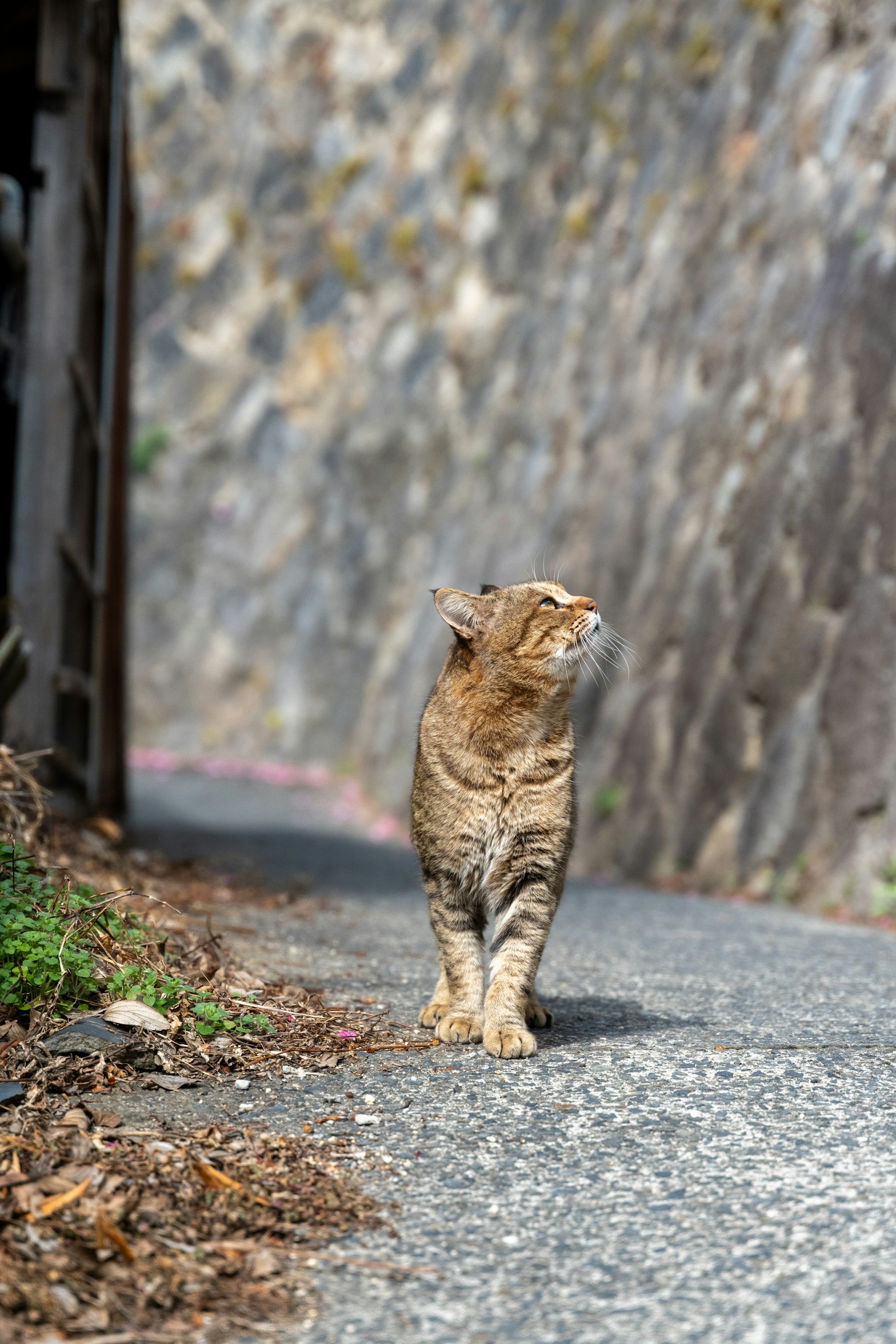 Eine Katze, die auf einem Weg geht und zum Himmel schaut