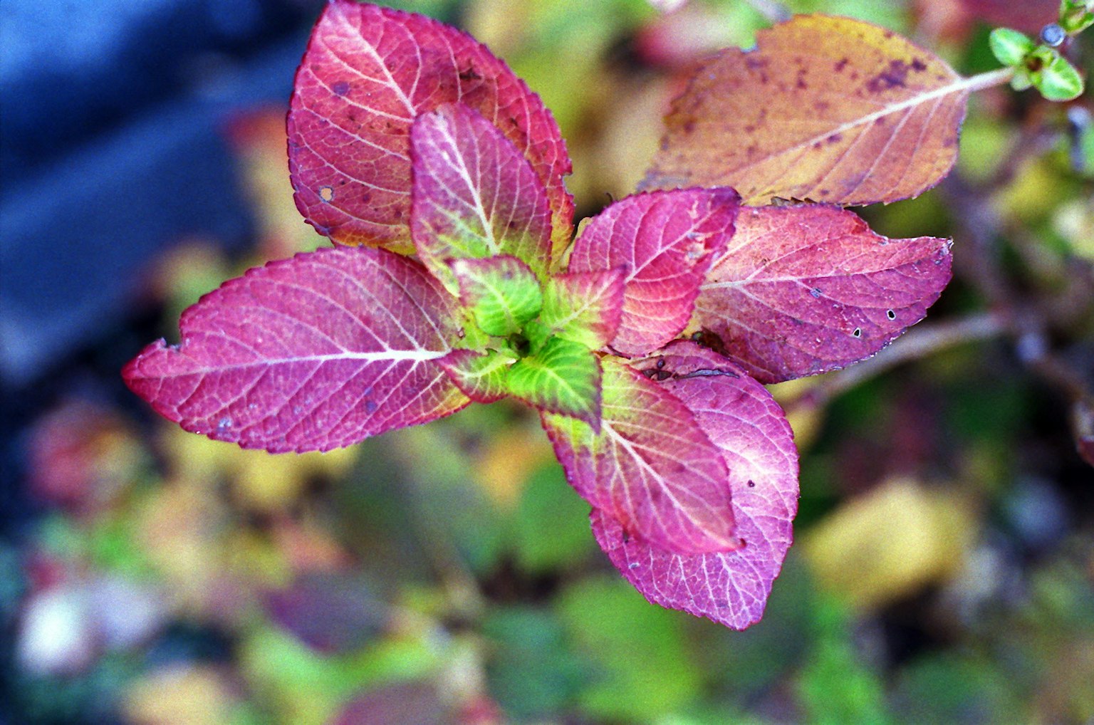 Pianta con foglie rosso-porpora vivaci e un germoglio centrale verde
