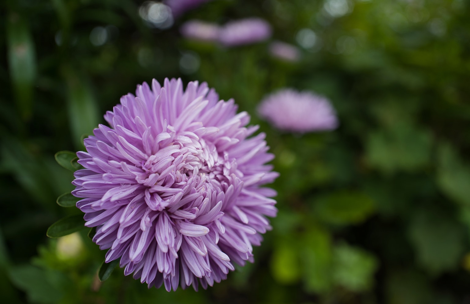 Nahaufnahme einer lila Blume mit verschwommenem grünem Hintergrund