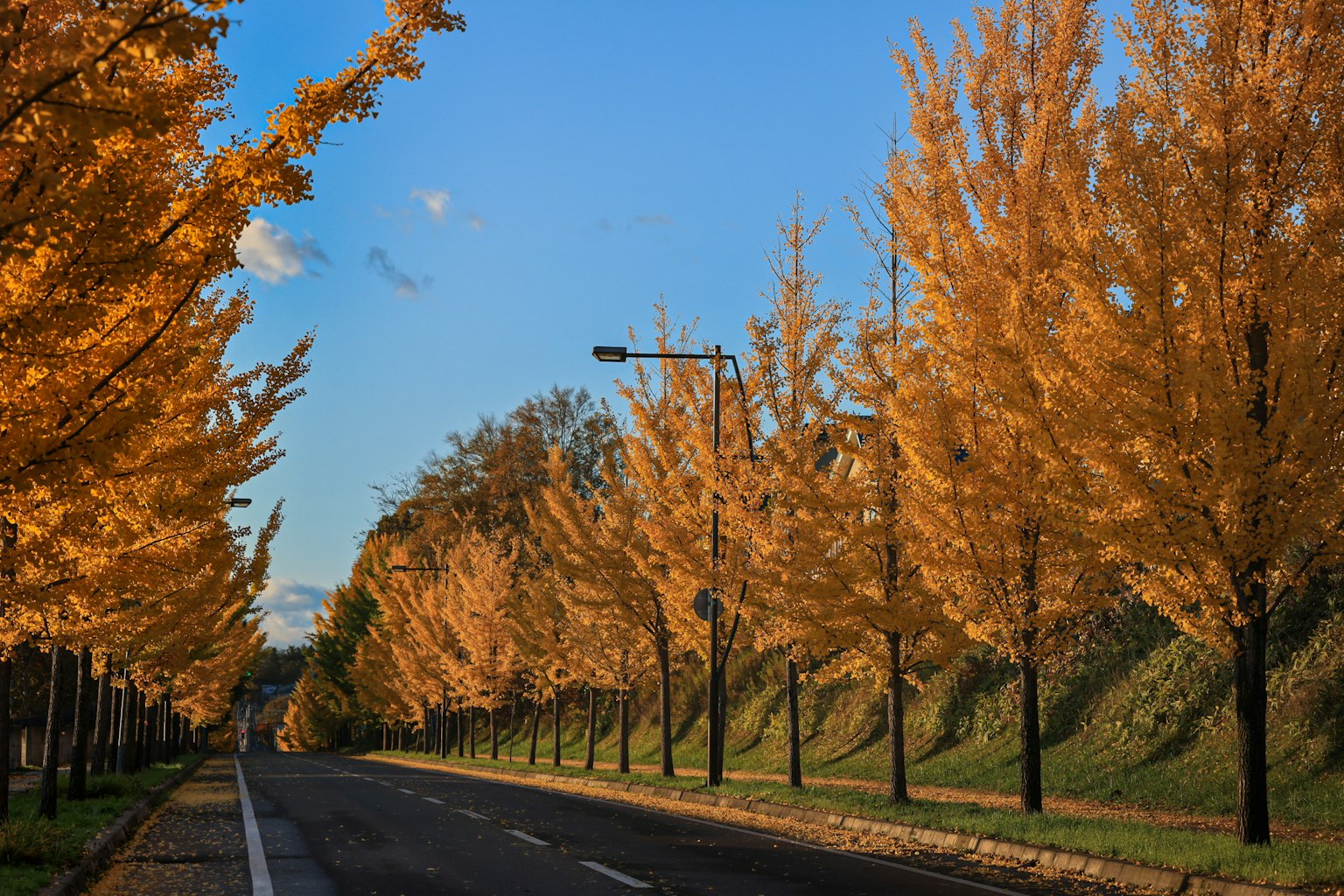Road lined with vibrant yellow ginkgo trees in autumn