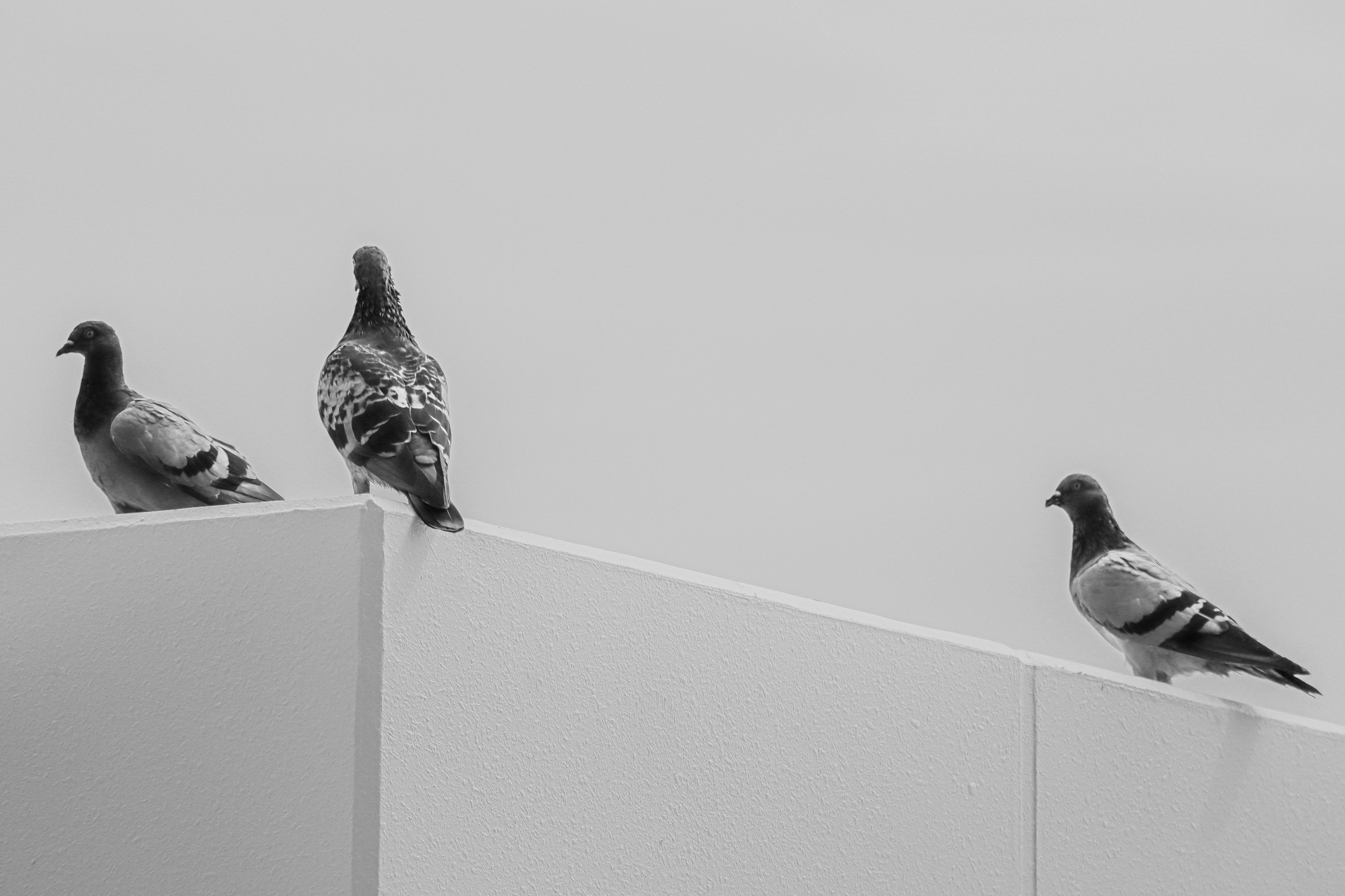 屋根の縁にとまる鳩の群れ
