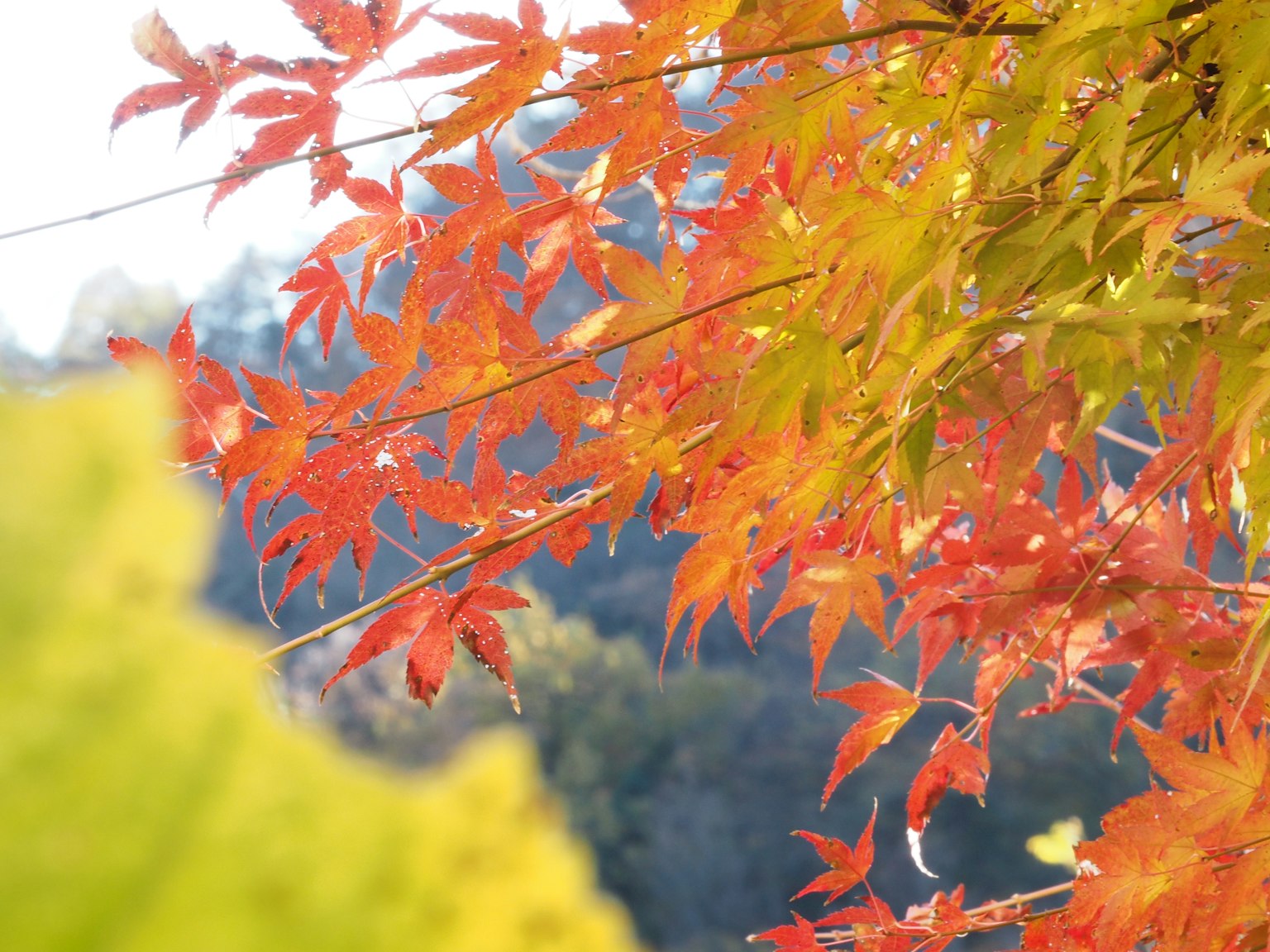 Feuilles d'automne vibrantes en rouge et jaune