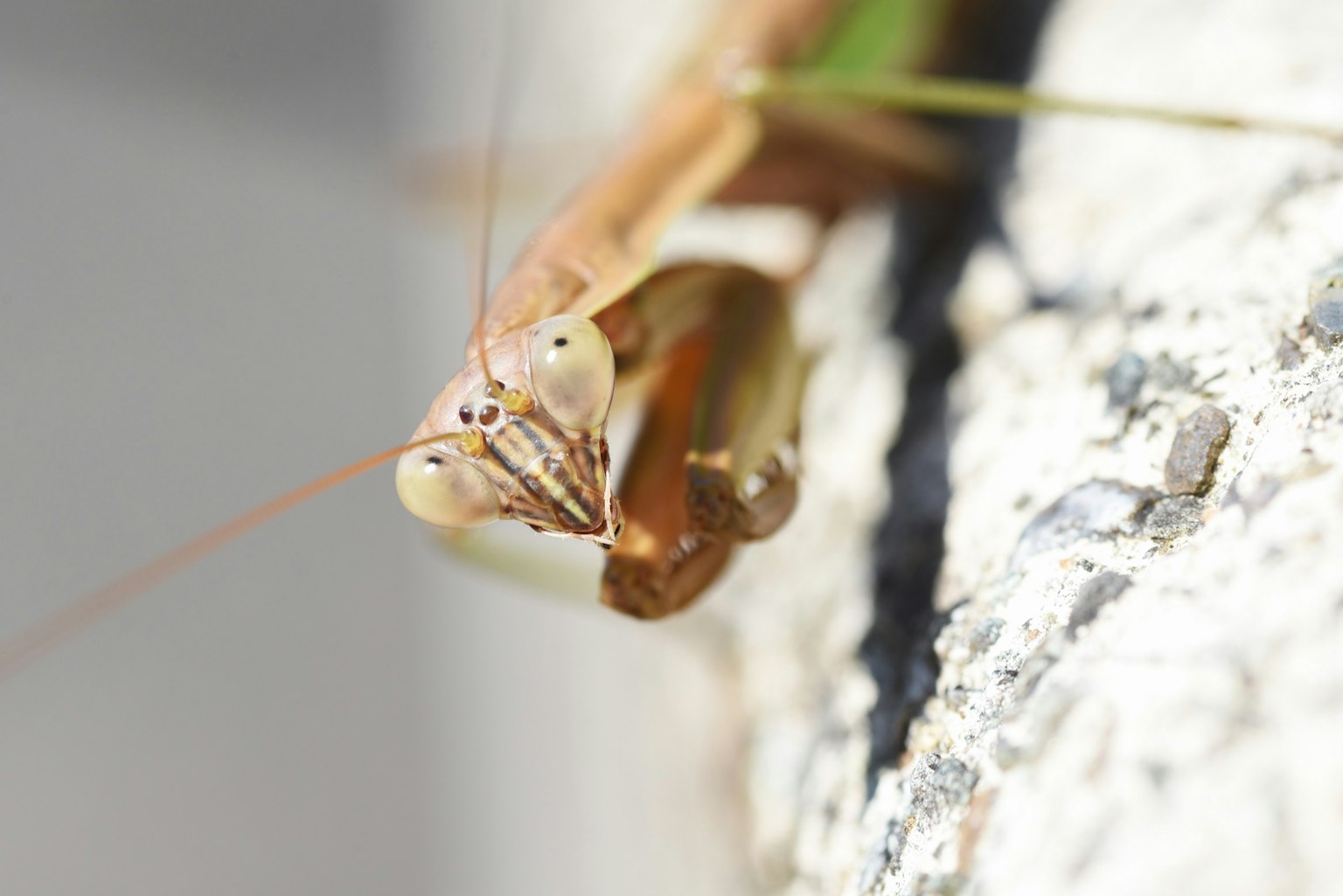 質感表面上 praying mantis 的特寫圖像