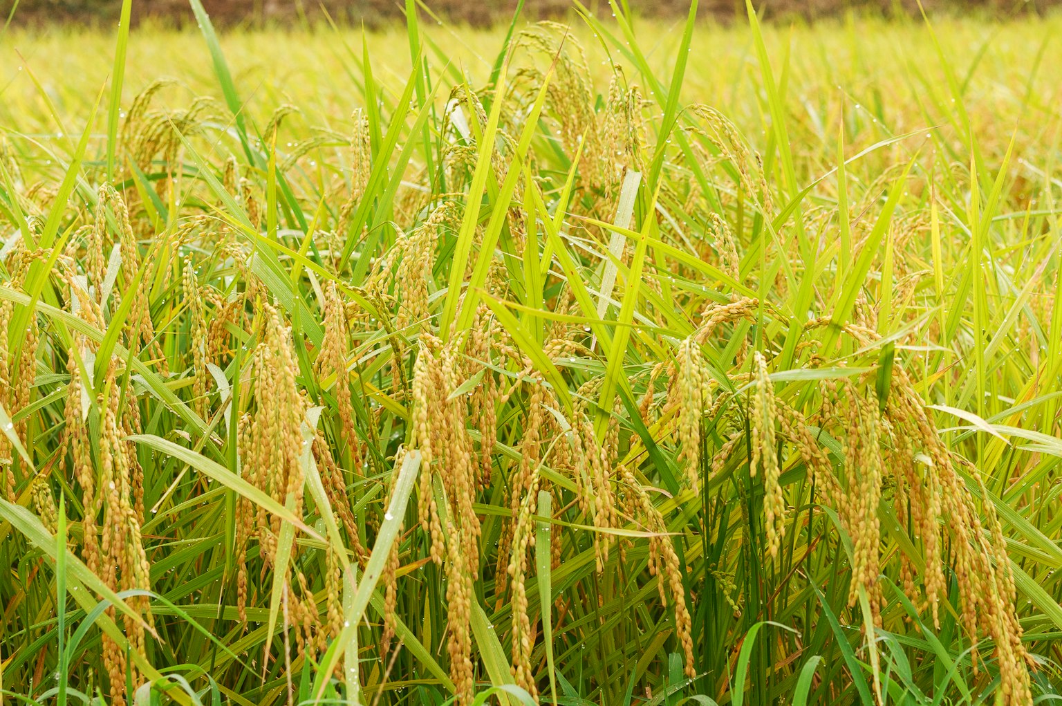 Ladang padi matang yang bergoyang di angin