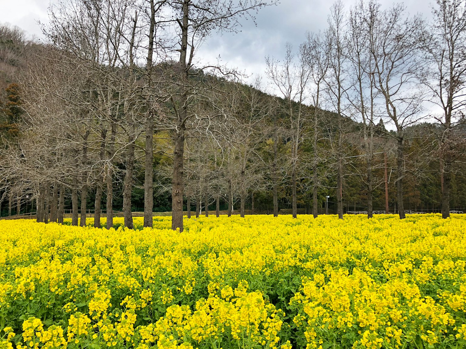 Campo di fiori gialli con alberi spogli sullo sfondo