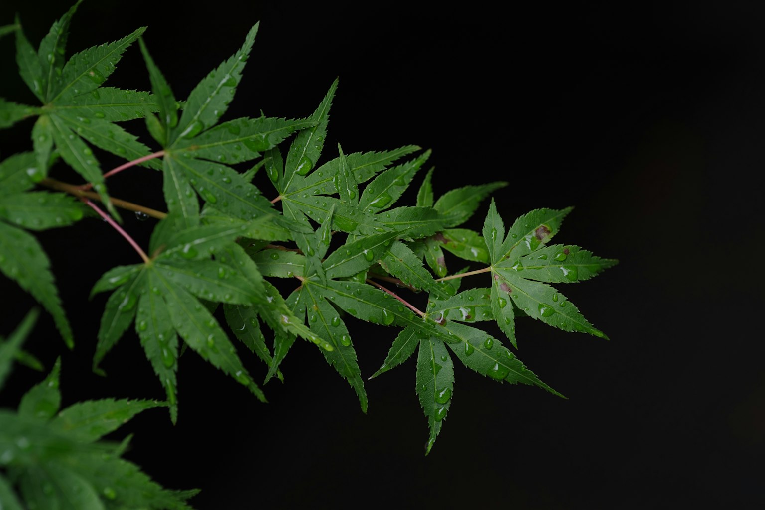 Close-up of green leaves on a branch with raindrops