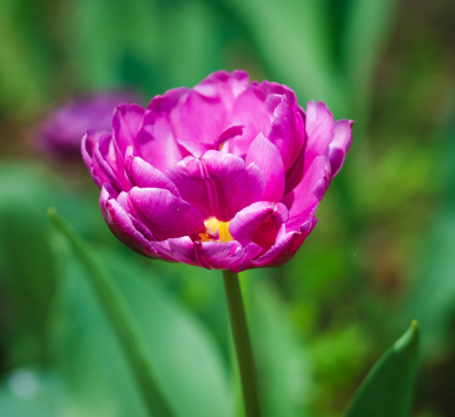 Tulip ungu cerah mekar di antara daun hijau