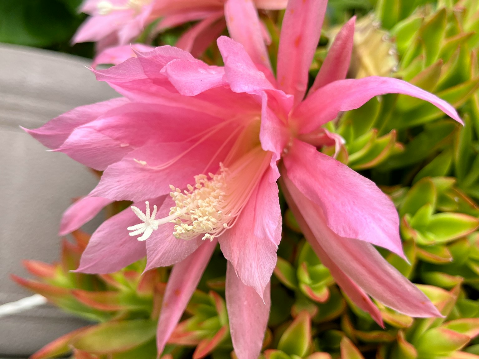 Acercamiento a una hermosa flor rosa que florece en una planta