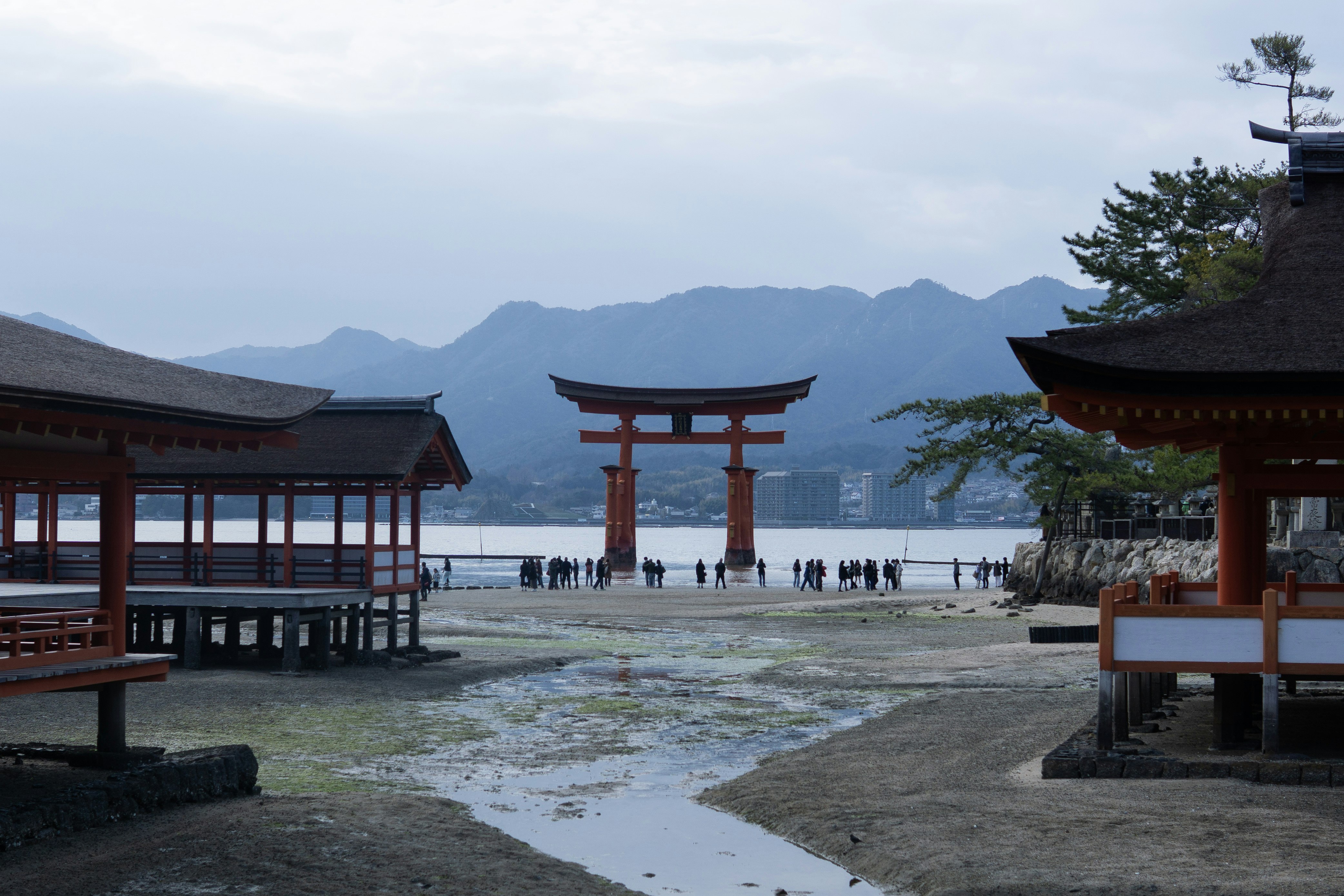 厳島神社の大鳥居と海辺の参道、潮の引いた浜
