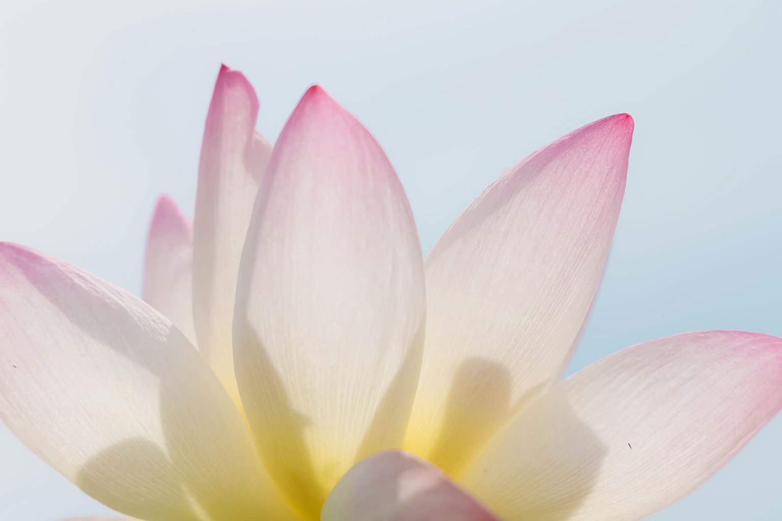 Une fleur de lotus blanche avec des pétales aux pointes roses