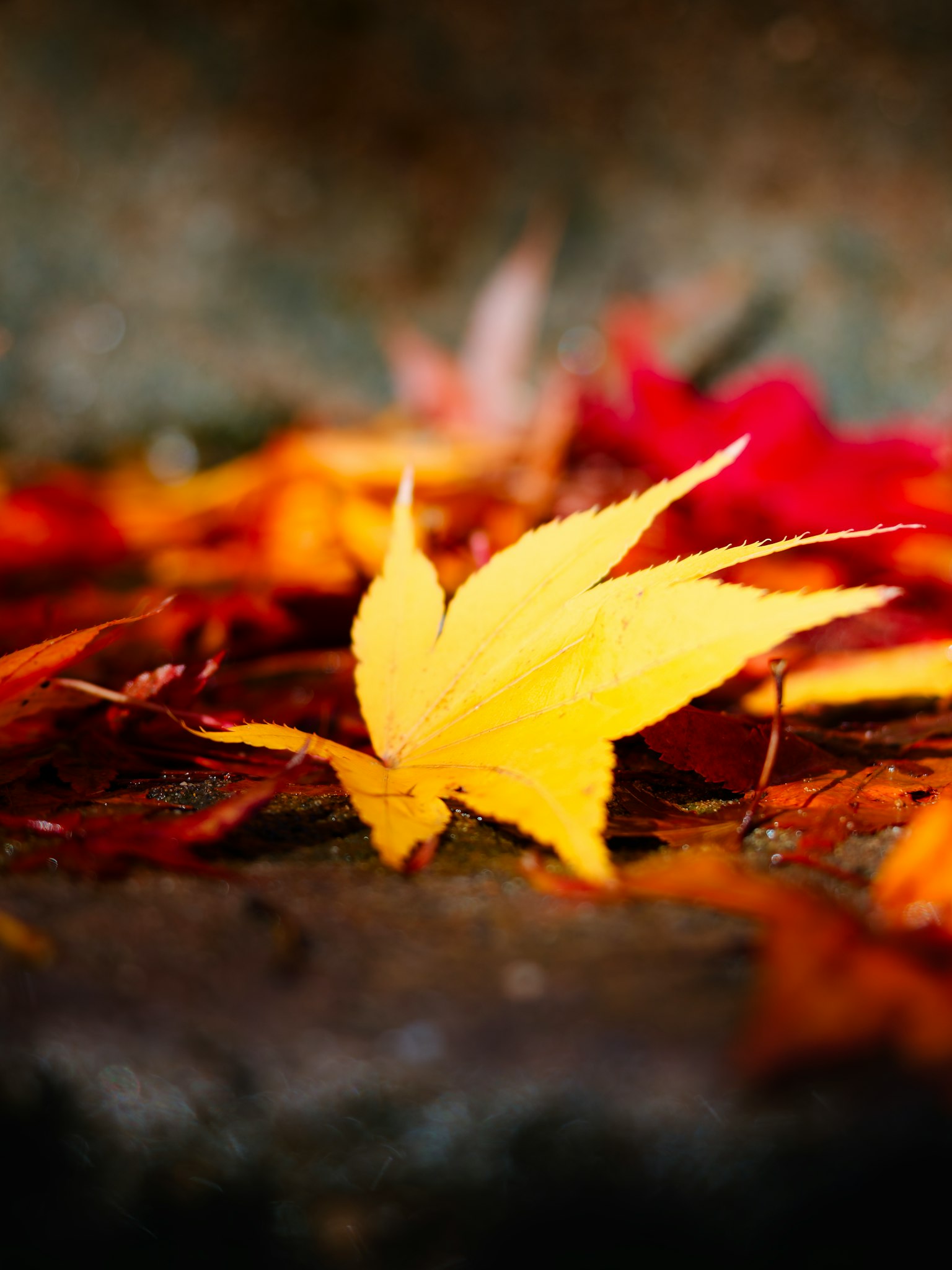 ใบเหลืองสดใส resting บนใบไม้ฤดูใบไม้ร่วงสีแดงและสีส้ม