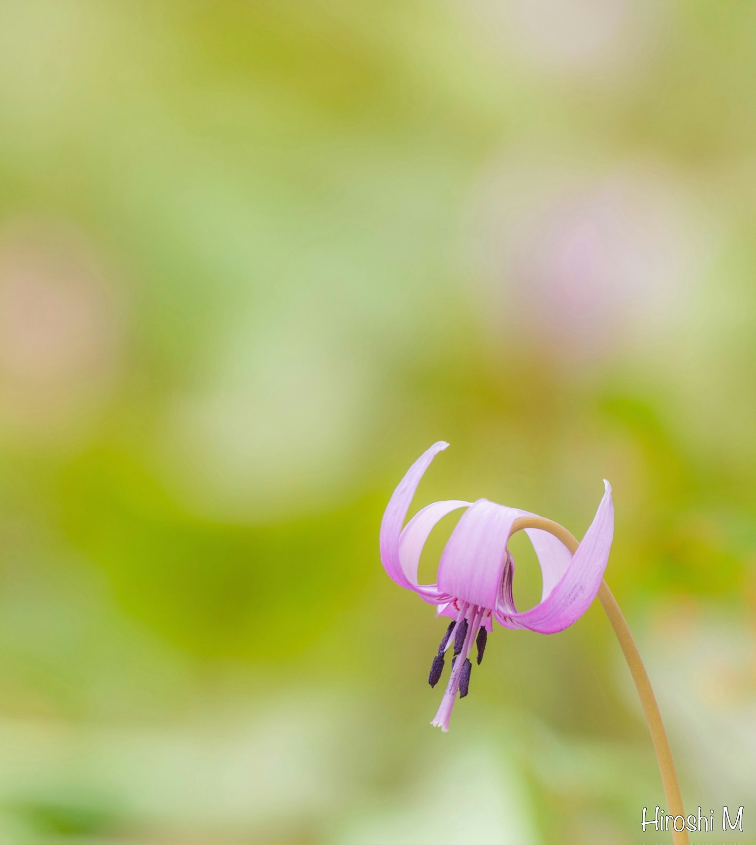 一朵独特形状的精致粉色花朵，背景柔和模糊