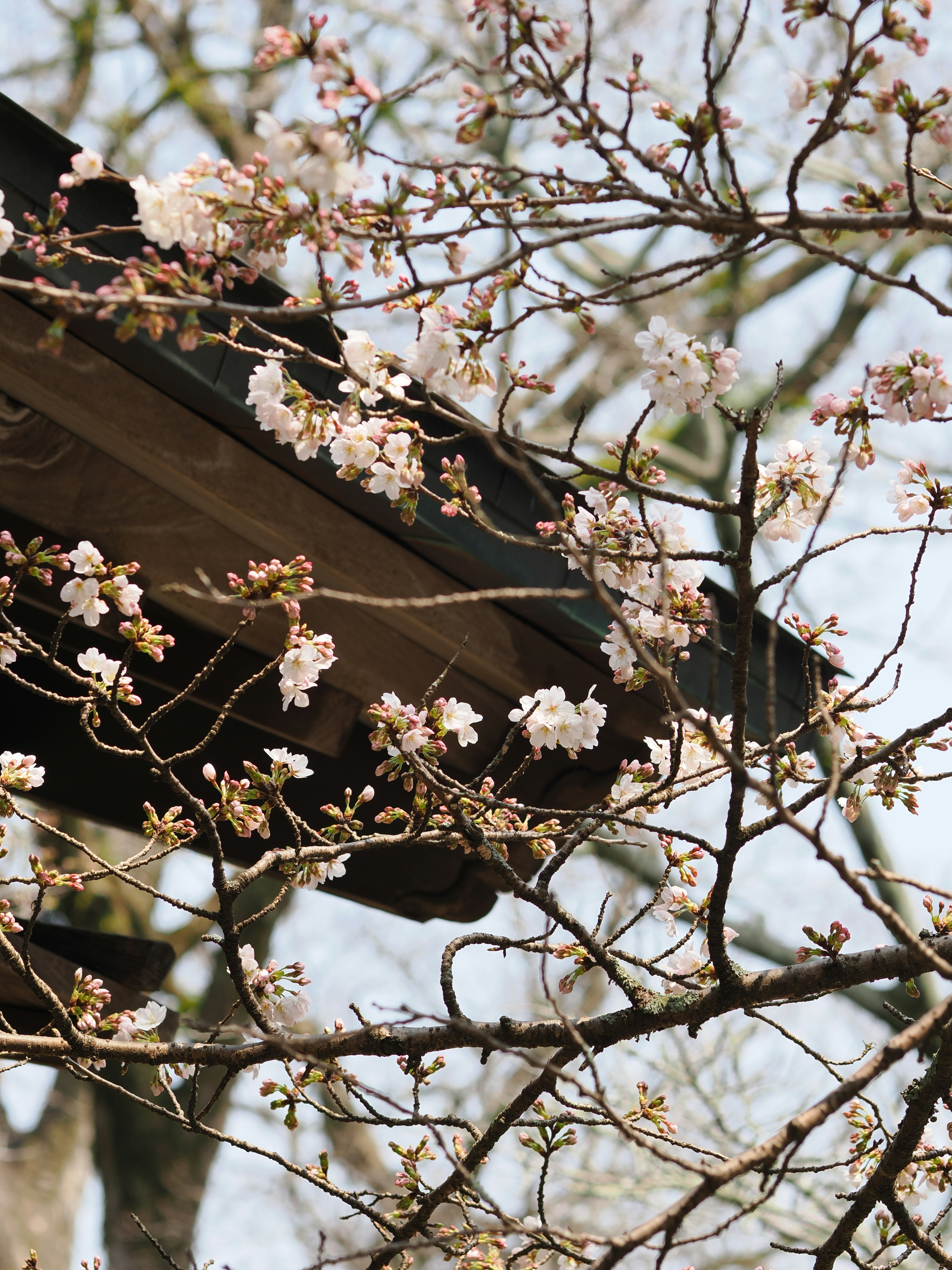 枝に咲く桜の花と木の幹のある風景