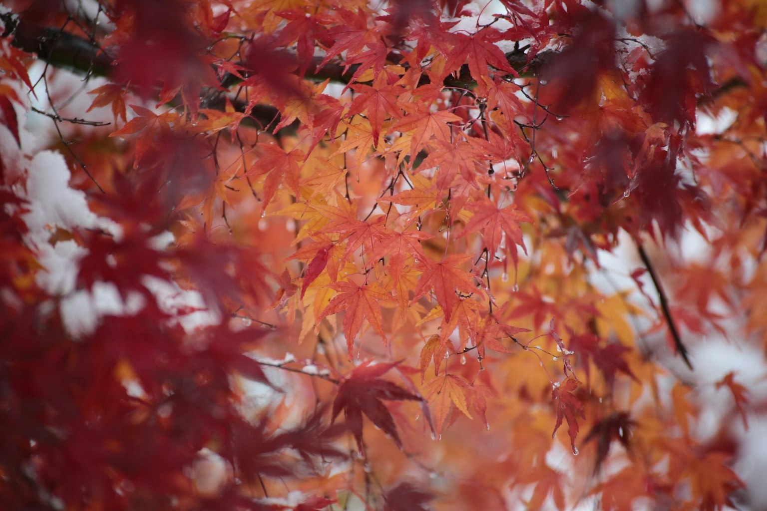 Foglie d'autunno rosse e arancioni vibranti che si sovrappongono
