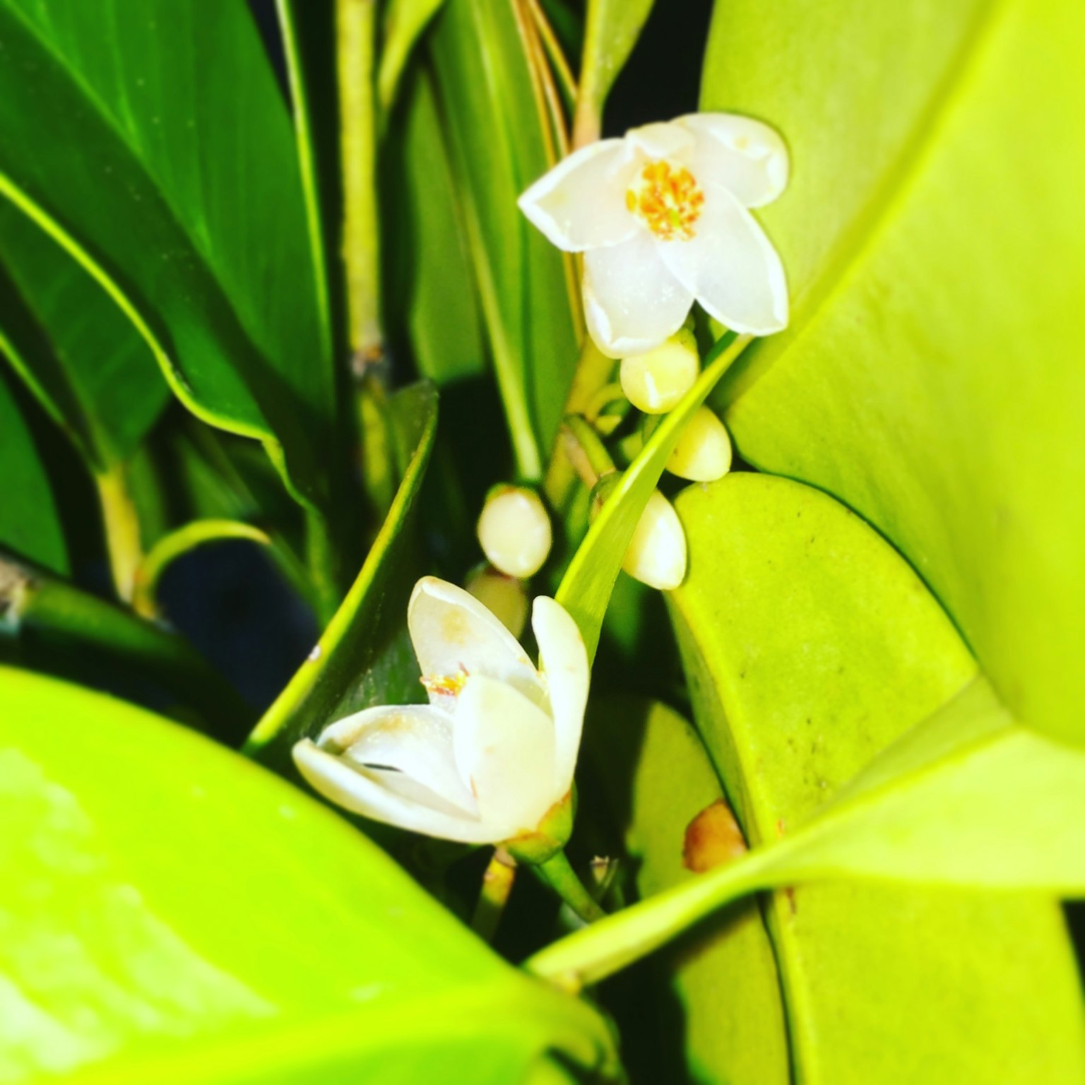 Flores blancas y botones entre hojas verdes