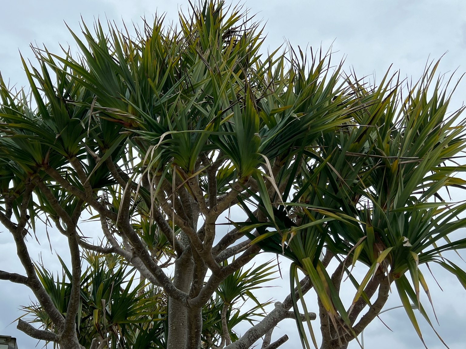 A lush green tree with spiky leaves against a cloudy sky