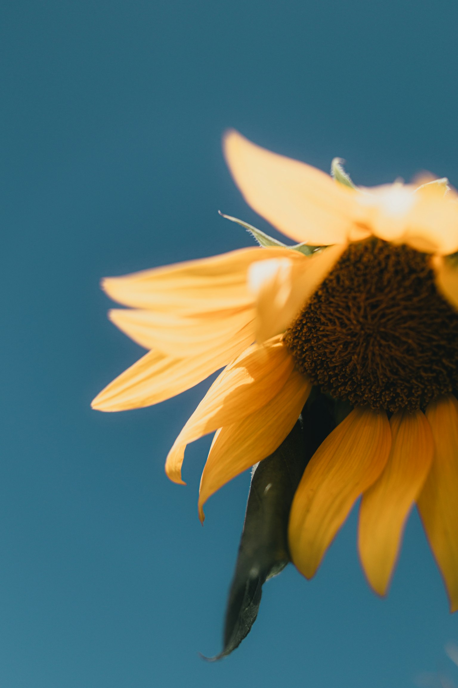 Gros plan d'un tournesol sur fond de ciel bleu