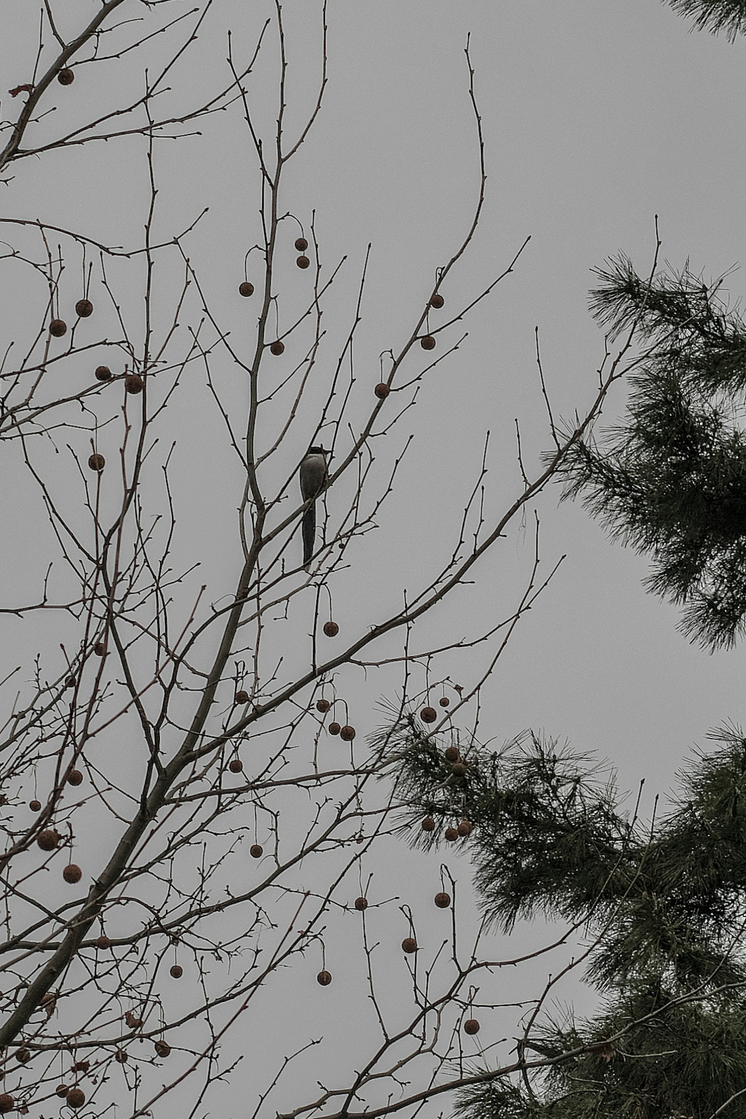 A small bird perched on a branch surrounded by tree fruits
