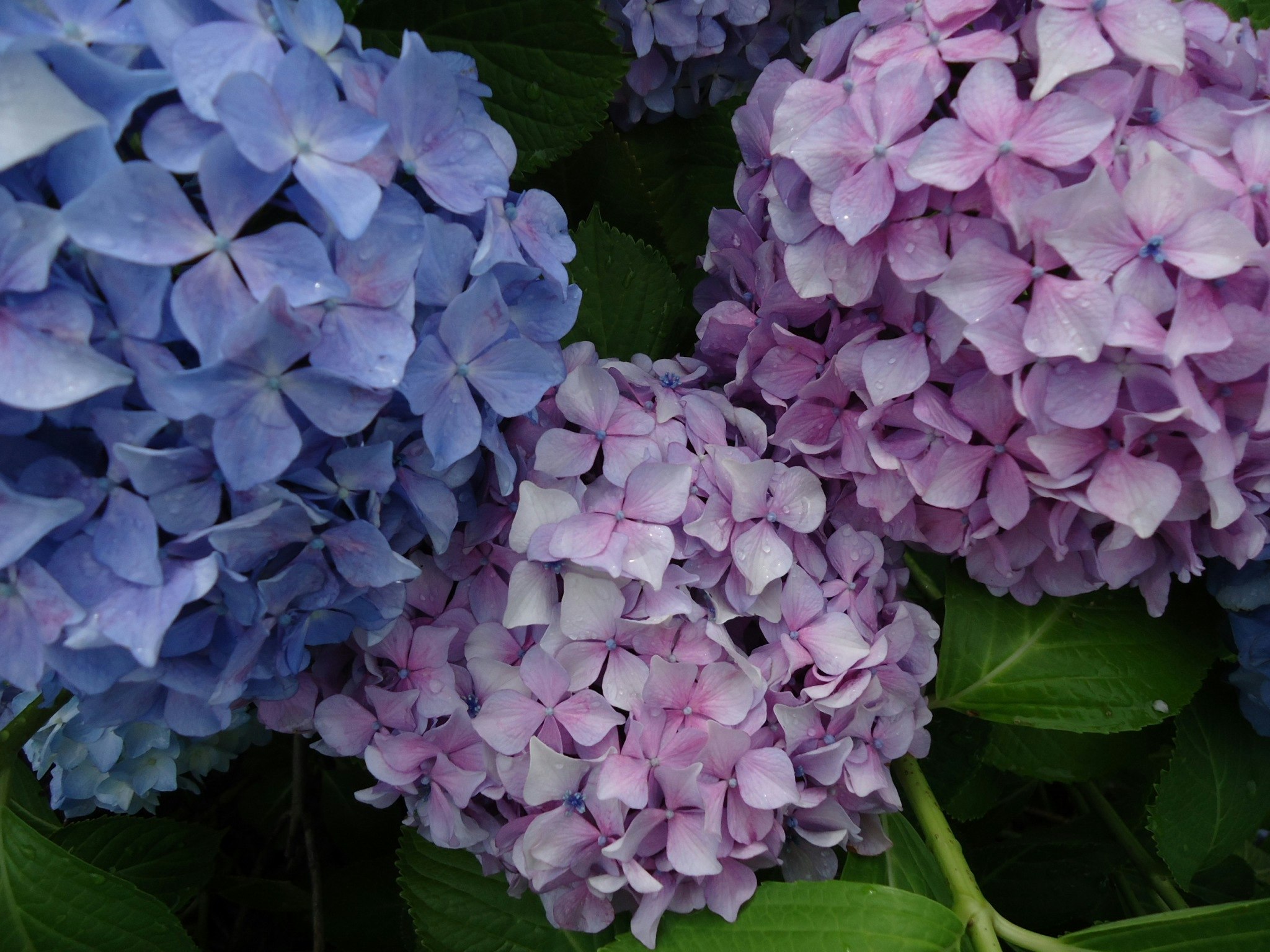 青とピンクのアジサイの花のクローズアップ