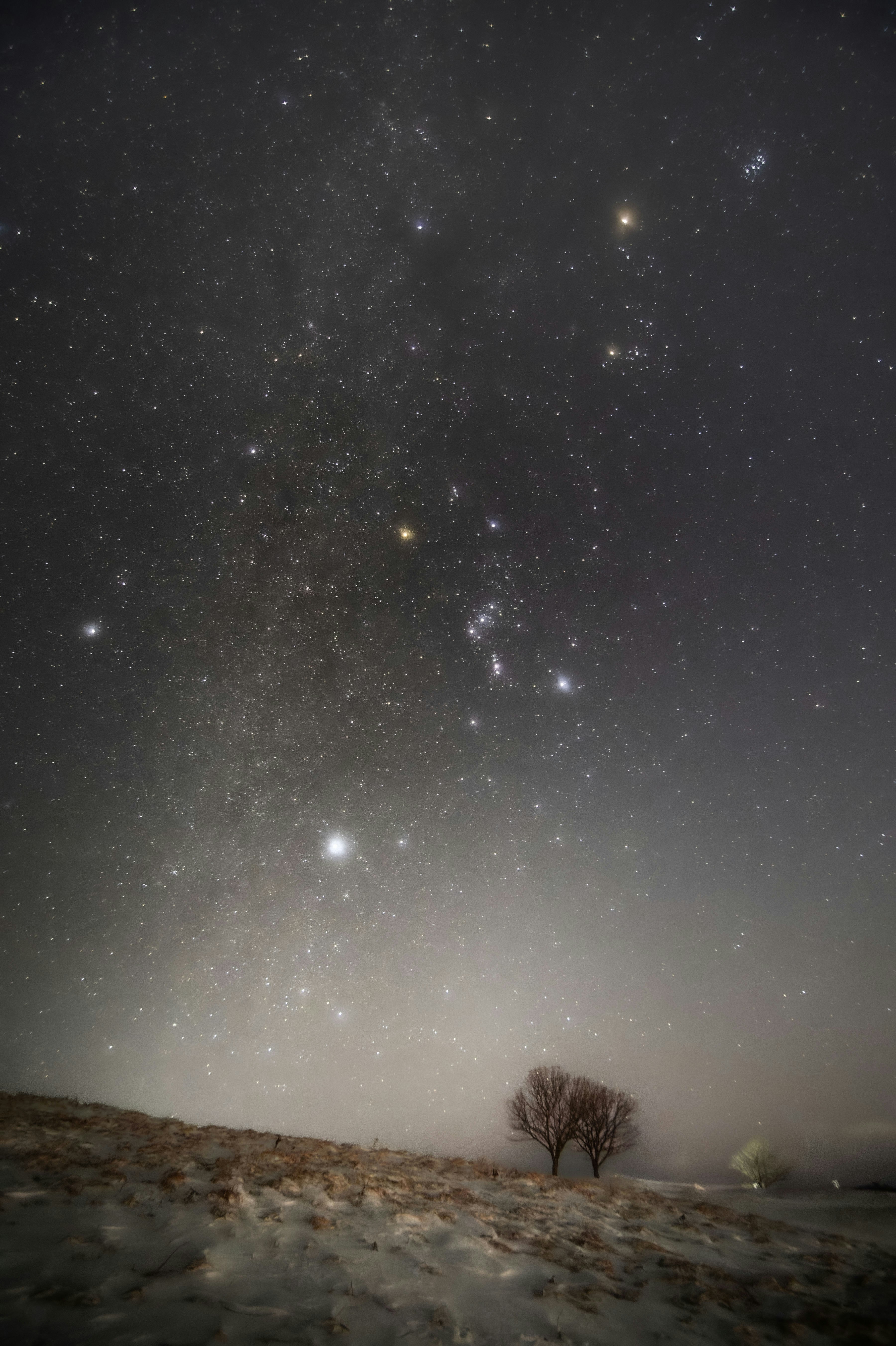 Alberi in silhouette e terreno roccioso sotto un cielo stellato