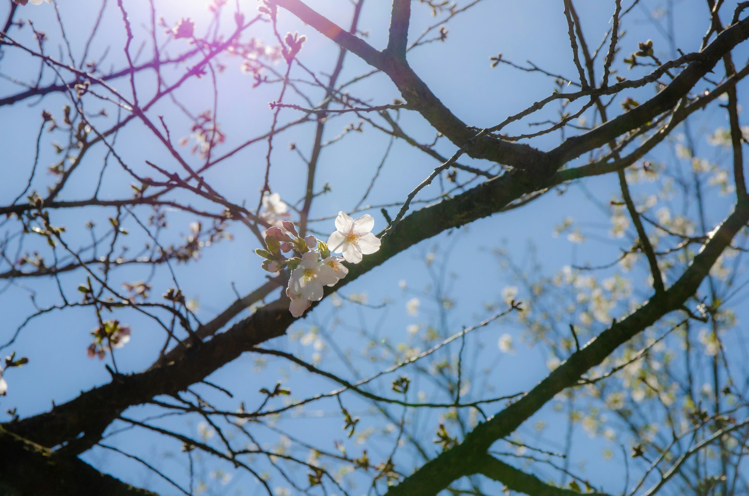 蓝天下樱花和树枝的特写