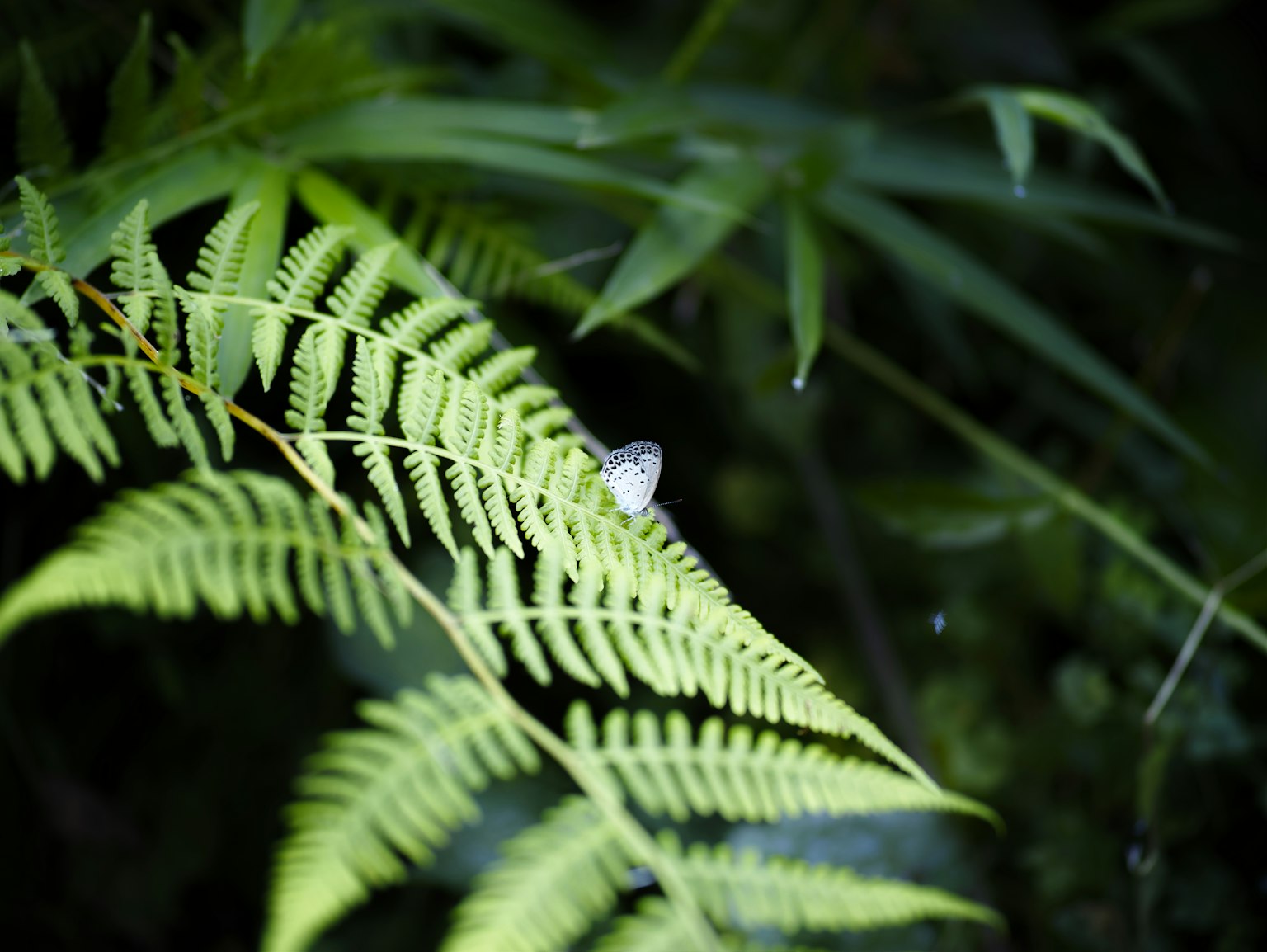 A small white creature on a green fern leaf in a dark forest