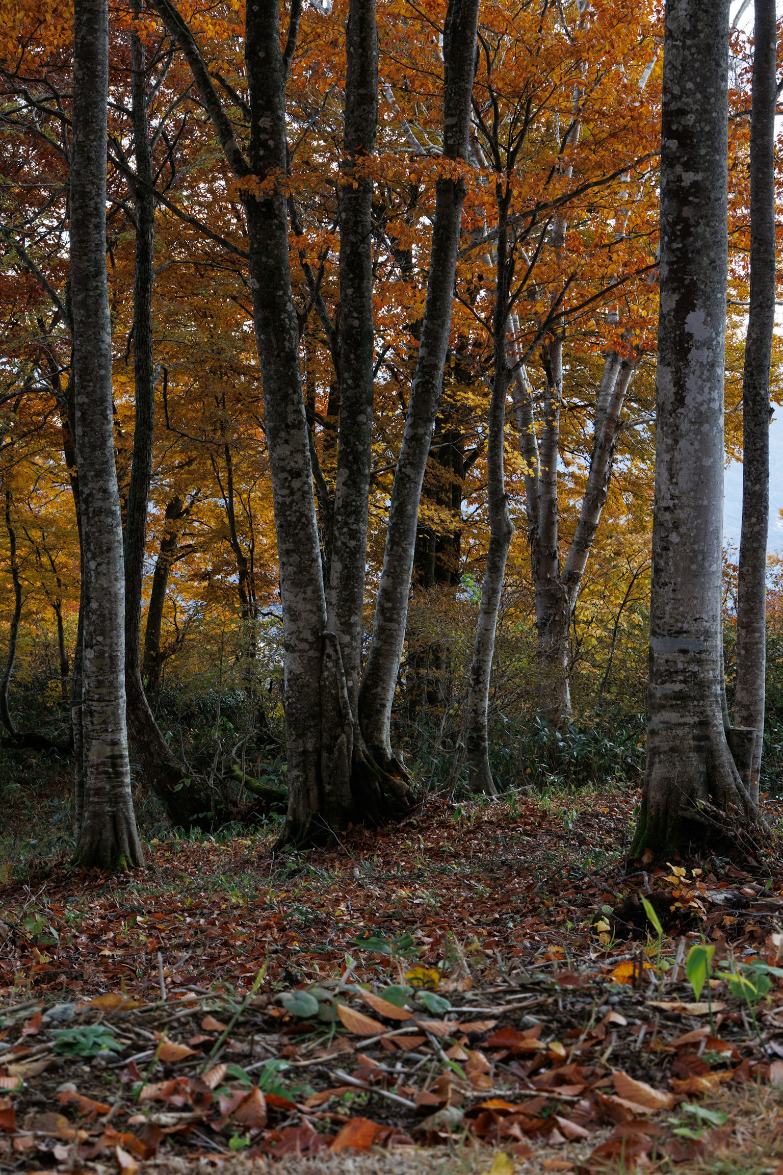 秋の色合いの木々が立ち並ぶ森の風景