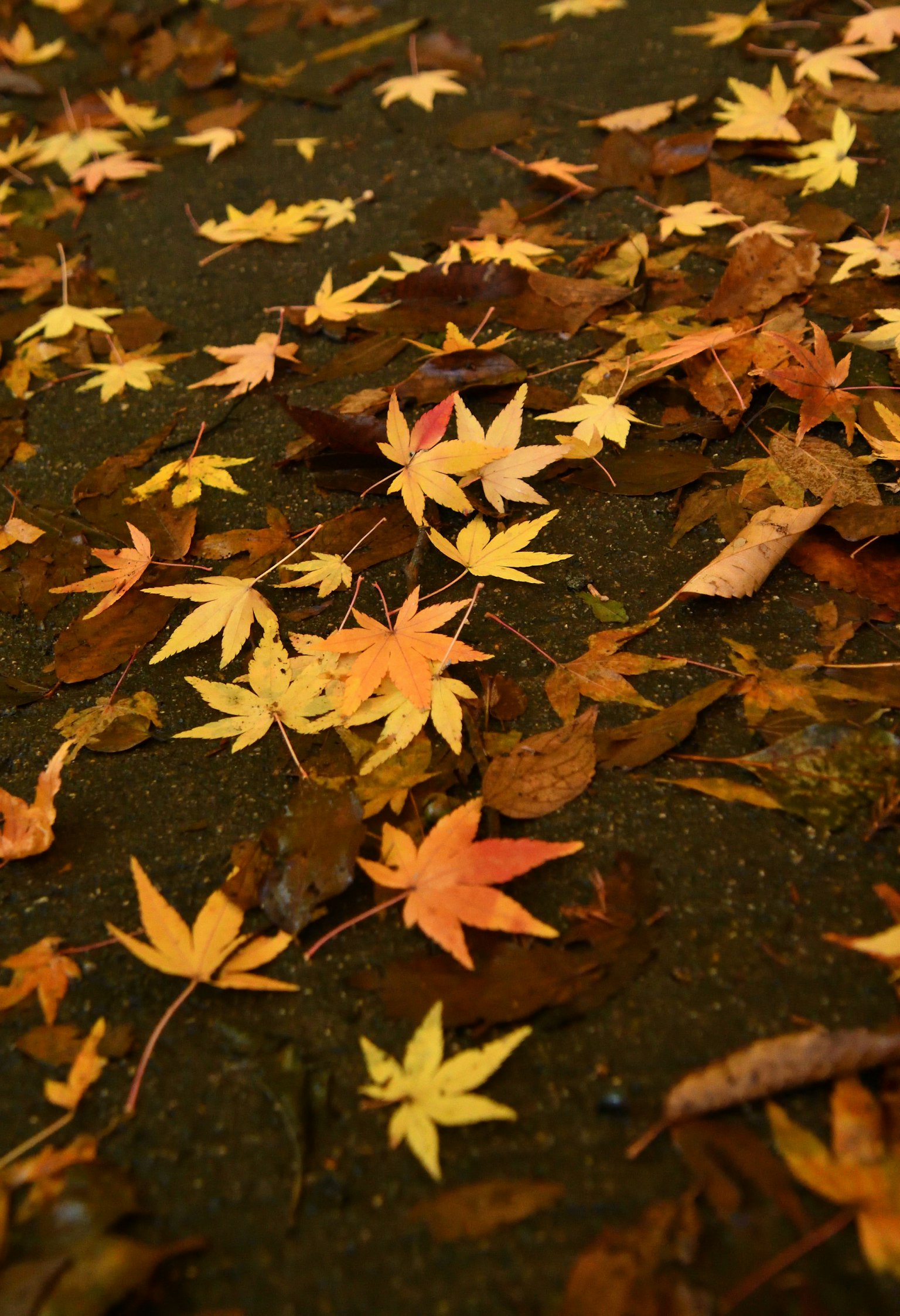 Hojas de otoño esparcidas en el suelo con colores vibrantes