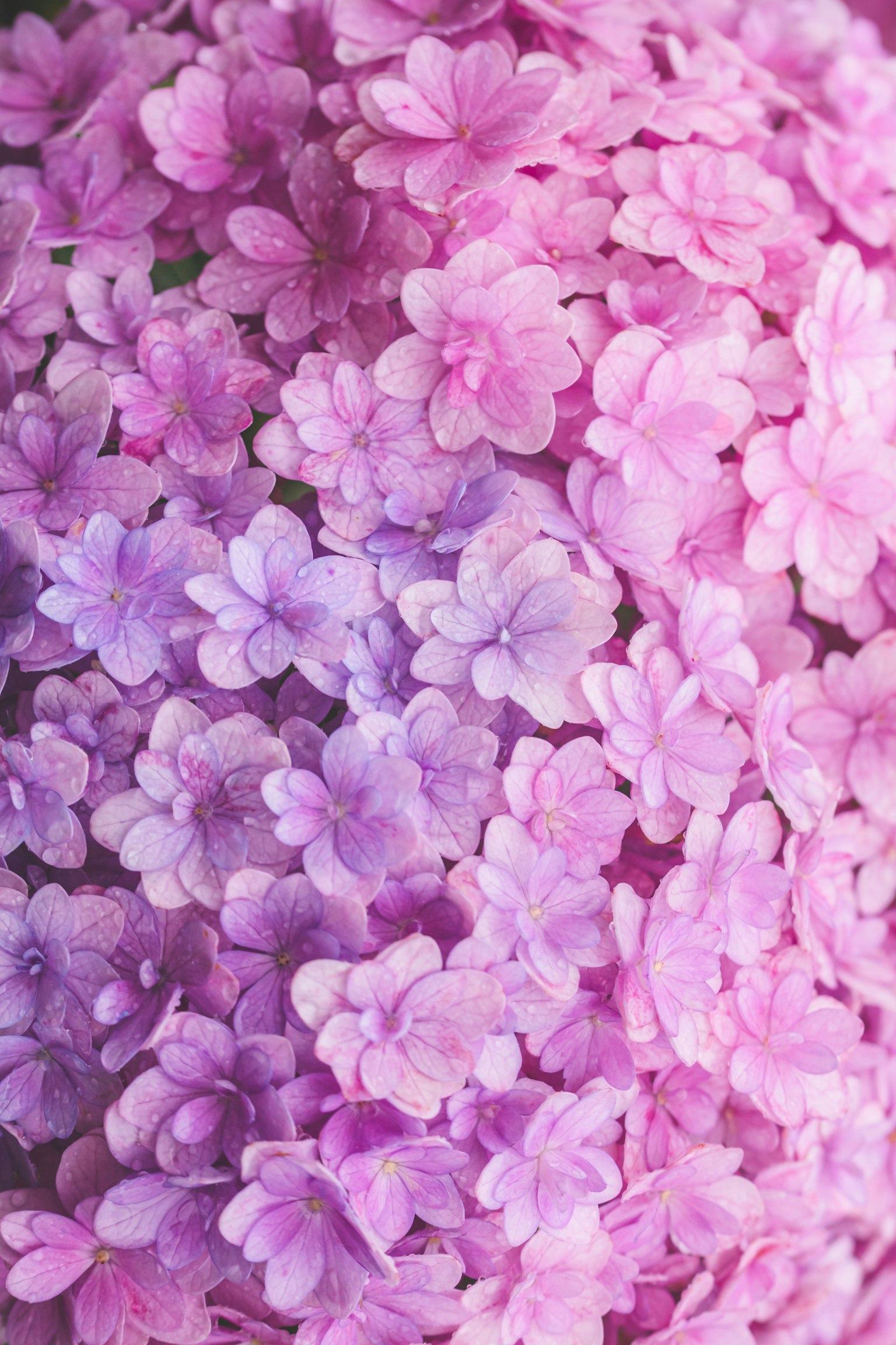 Bellissimo sfondo di fiori viola e rosa raggruppati