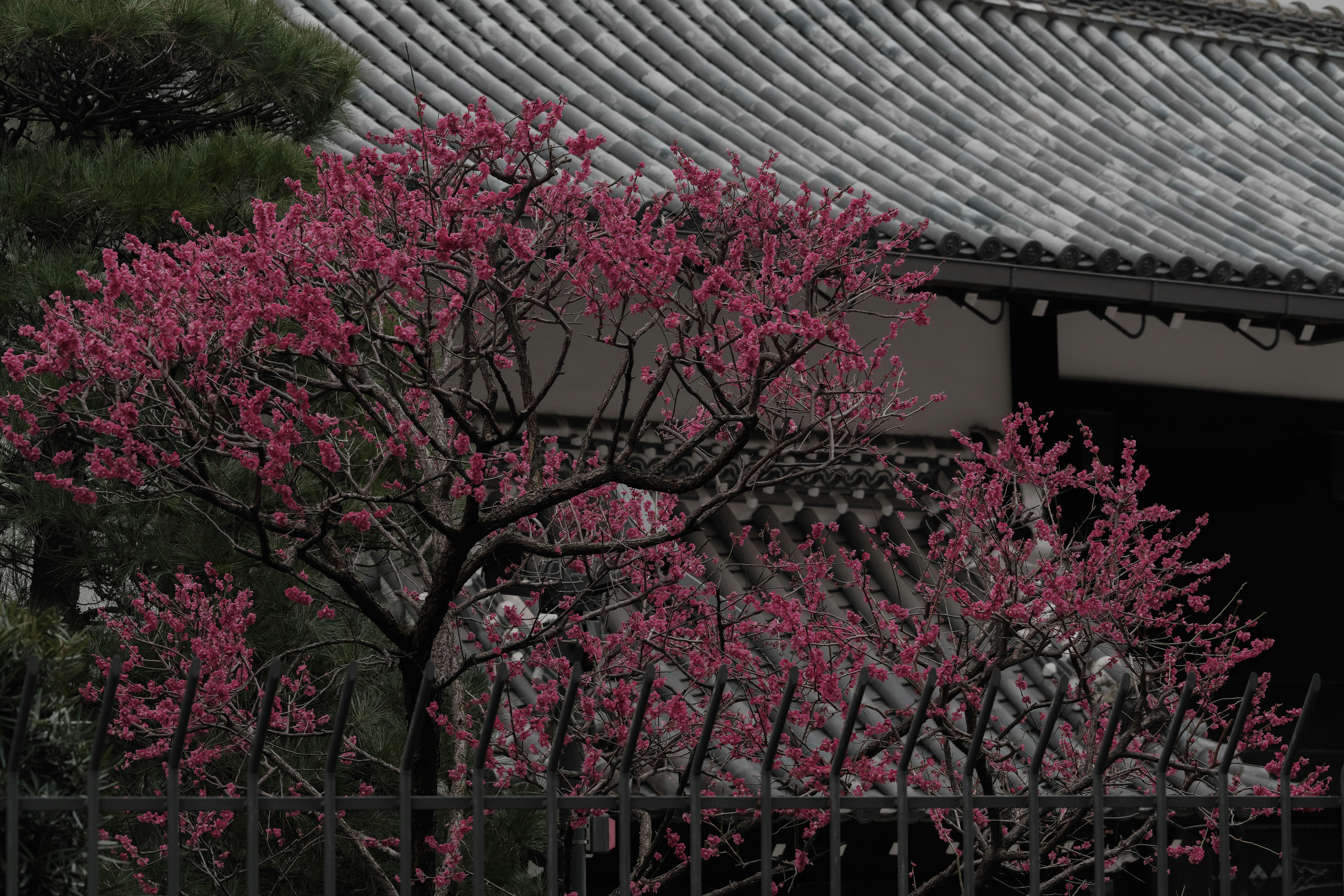 赤い梅の花が瓦屋根のある街並みを彩る