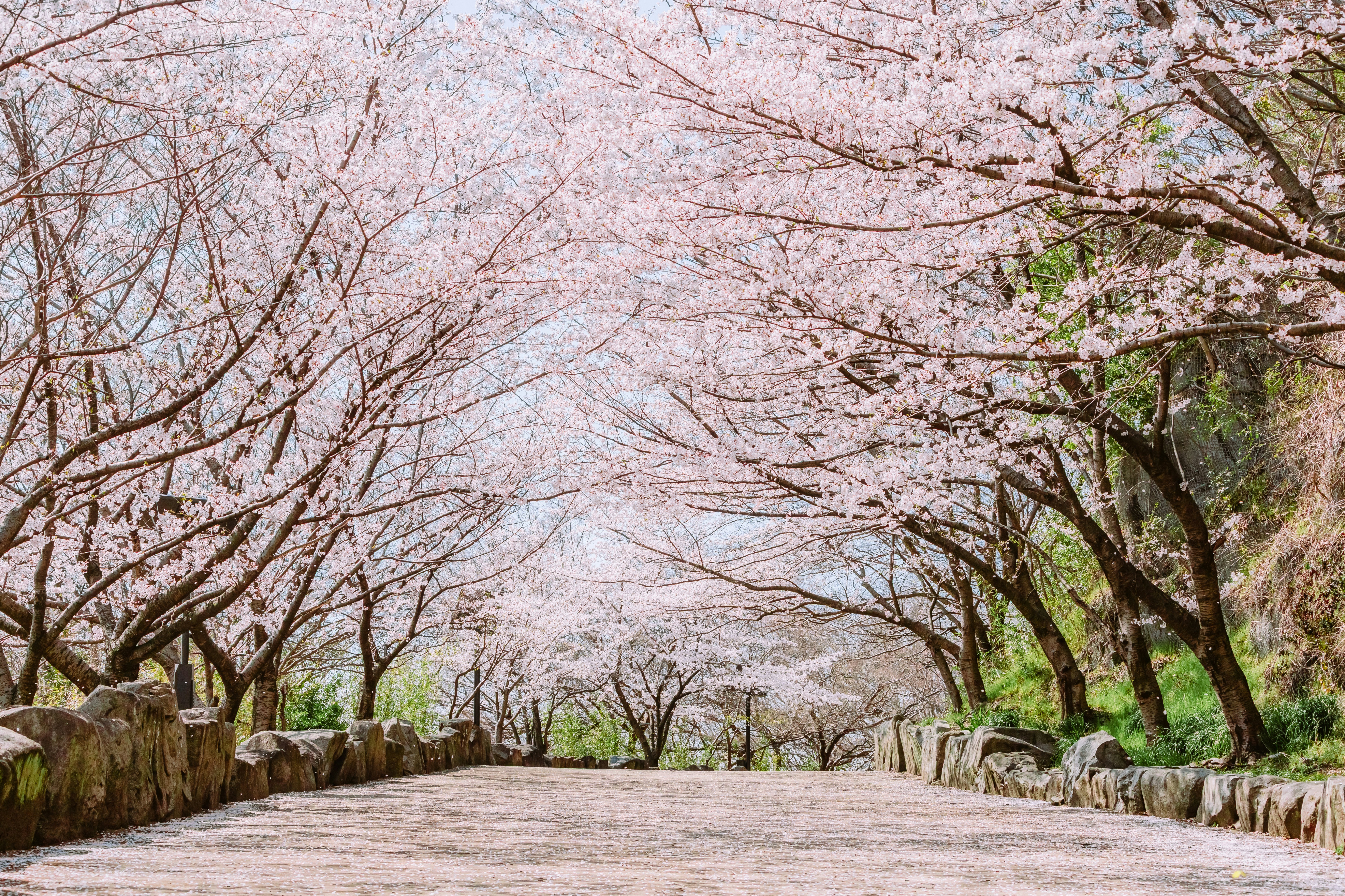 桜並木の続く石垣の小道