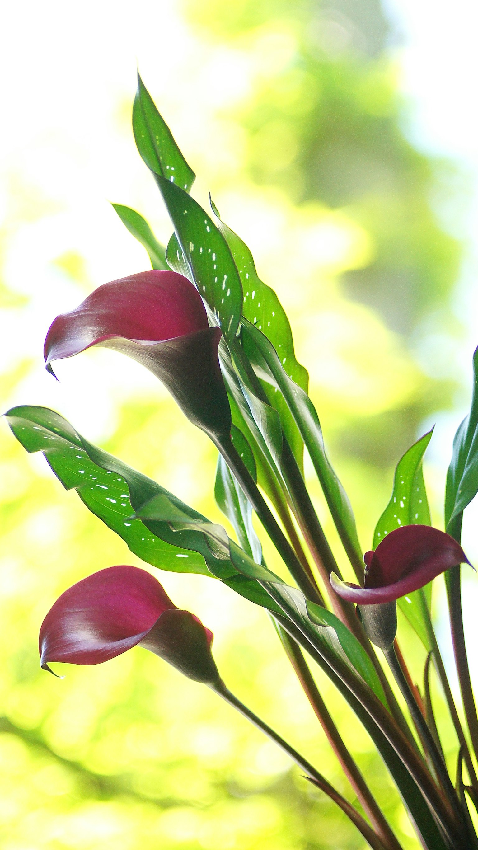 Vibrant red calla lily flowers with lush green leaves