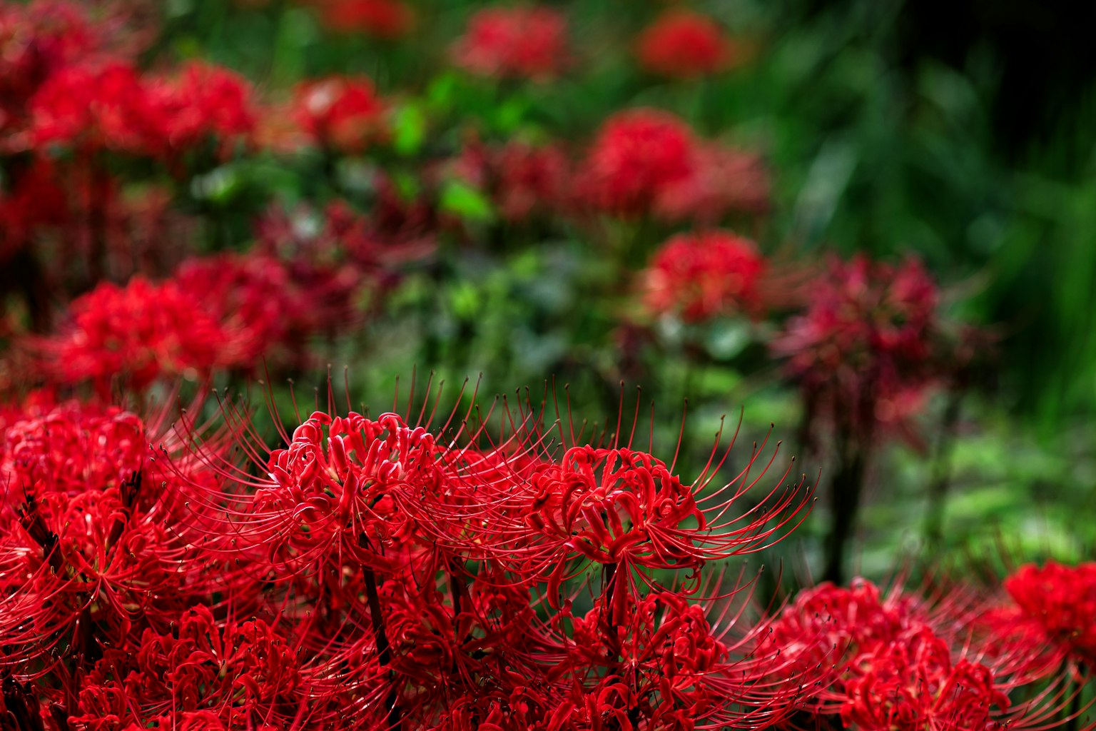 Una escena vibrante de lirios araña rojos en flor